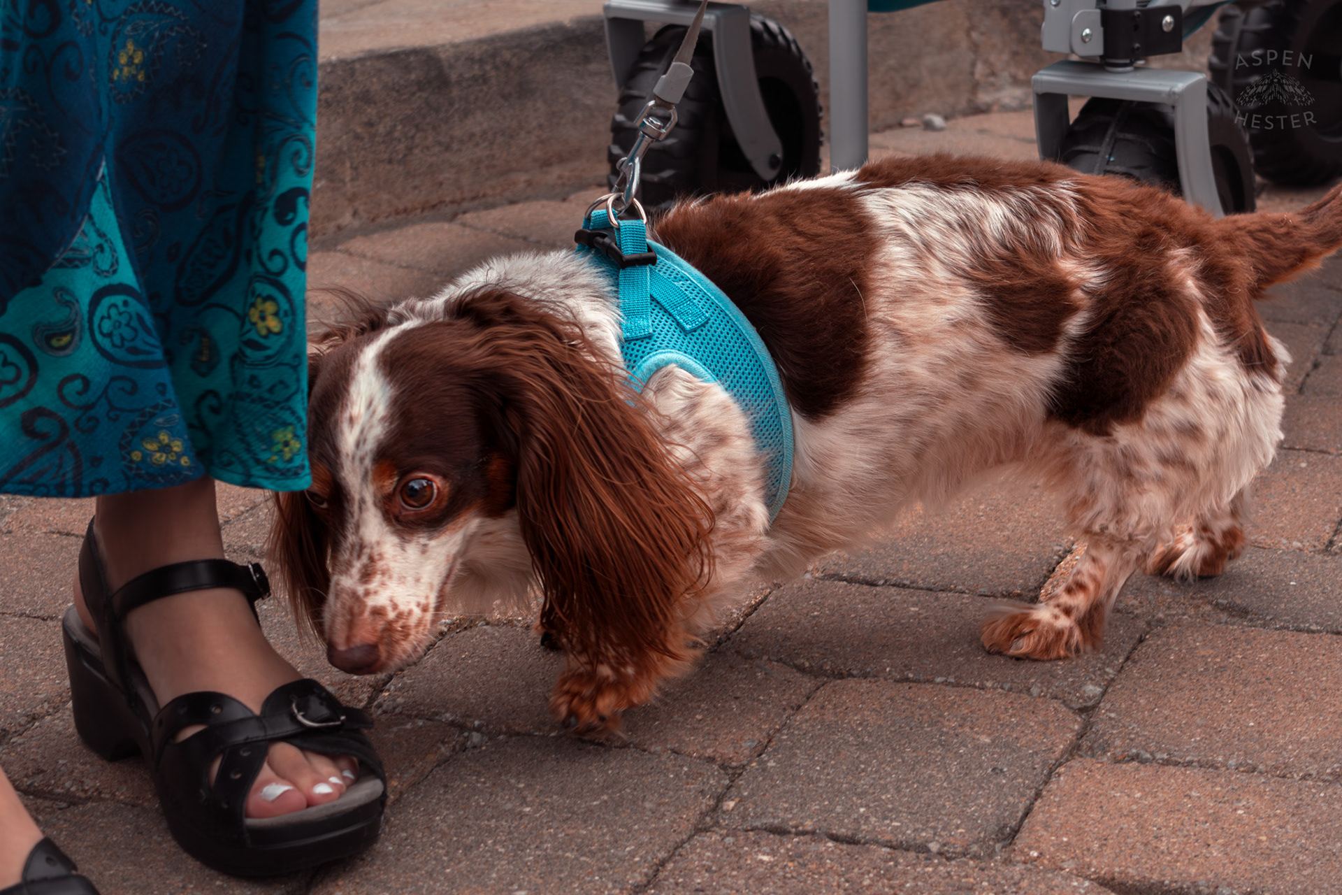 A Dog Sticking Close to Their Human at Westport Village’s 5th Annual Puppy Palooza. April 19th, 2025/Aspen Hester