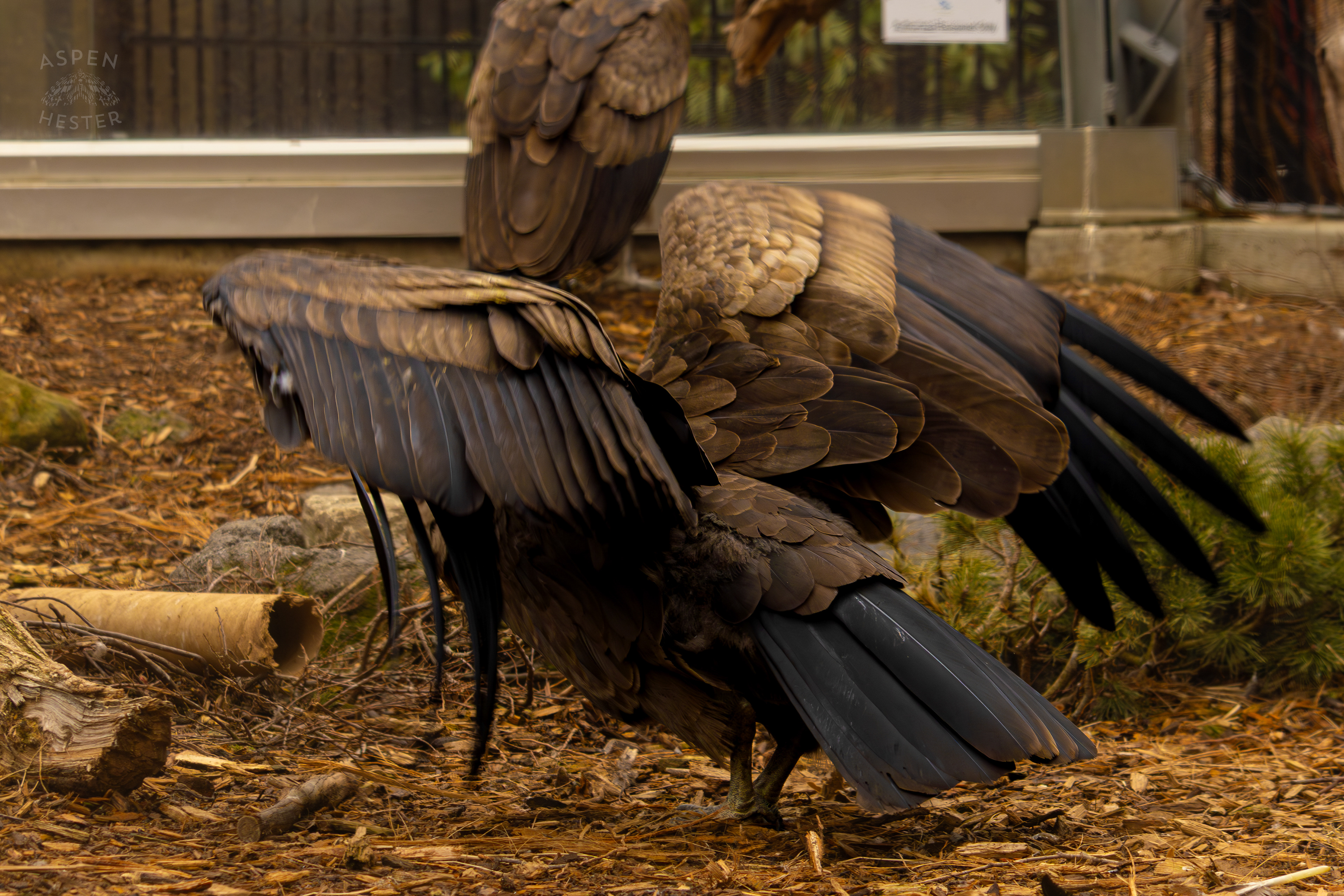 An Andean Condor Shows Off Its Wingspan in Condor Court Inside The National Aviary in Pittsburgh Pennsylvania. February 26th, 2025/Aspen Hester