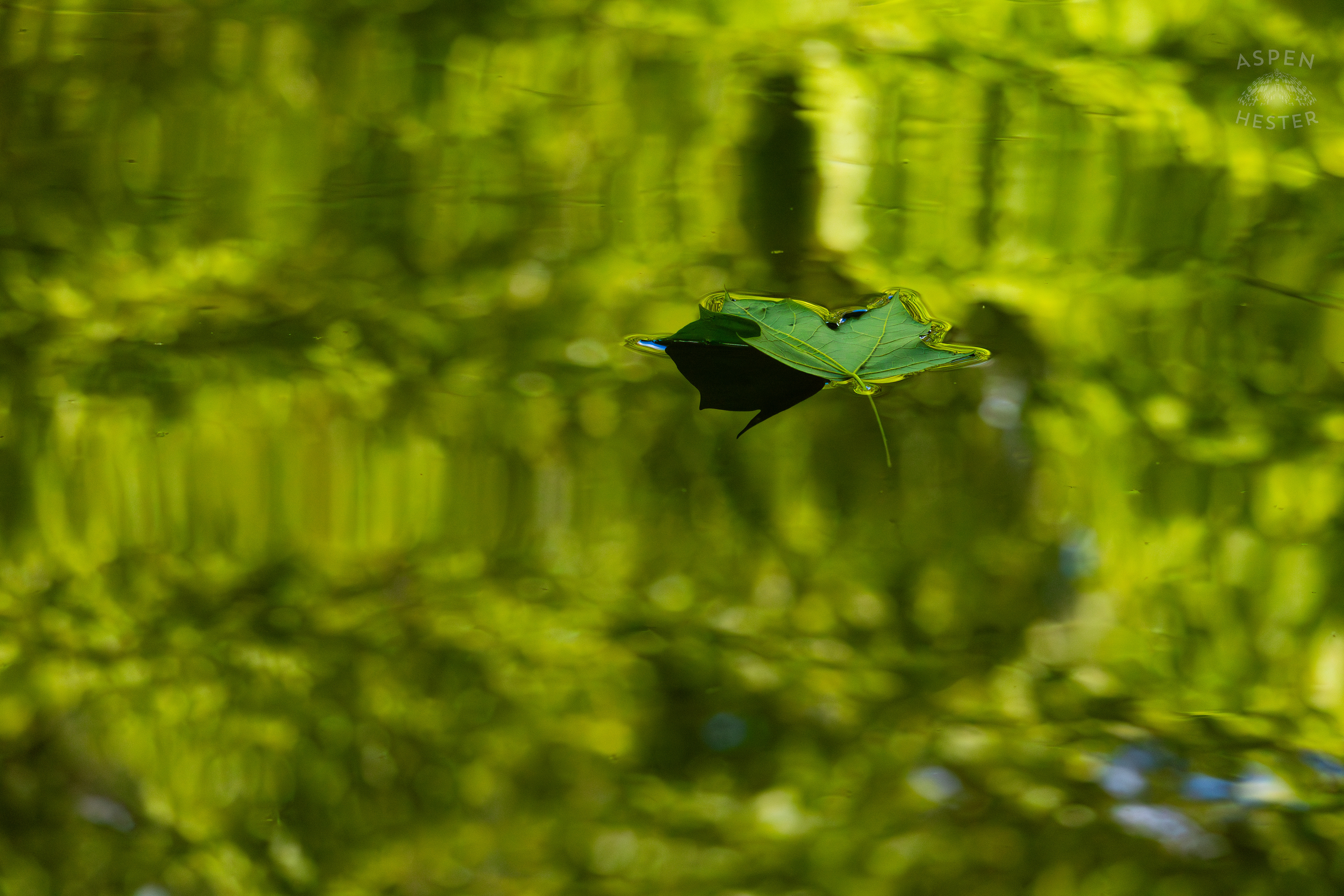 Leaf Floating Down Middle Fork Beargrass Creek in Cherokee Park. May 28th, 2024/Aspen Hester