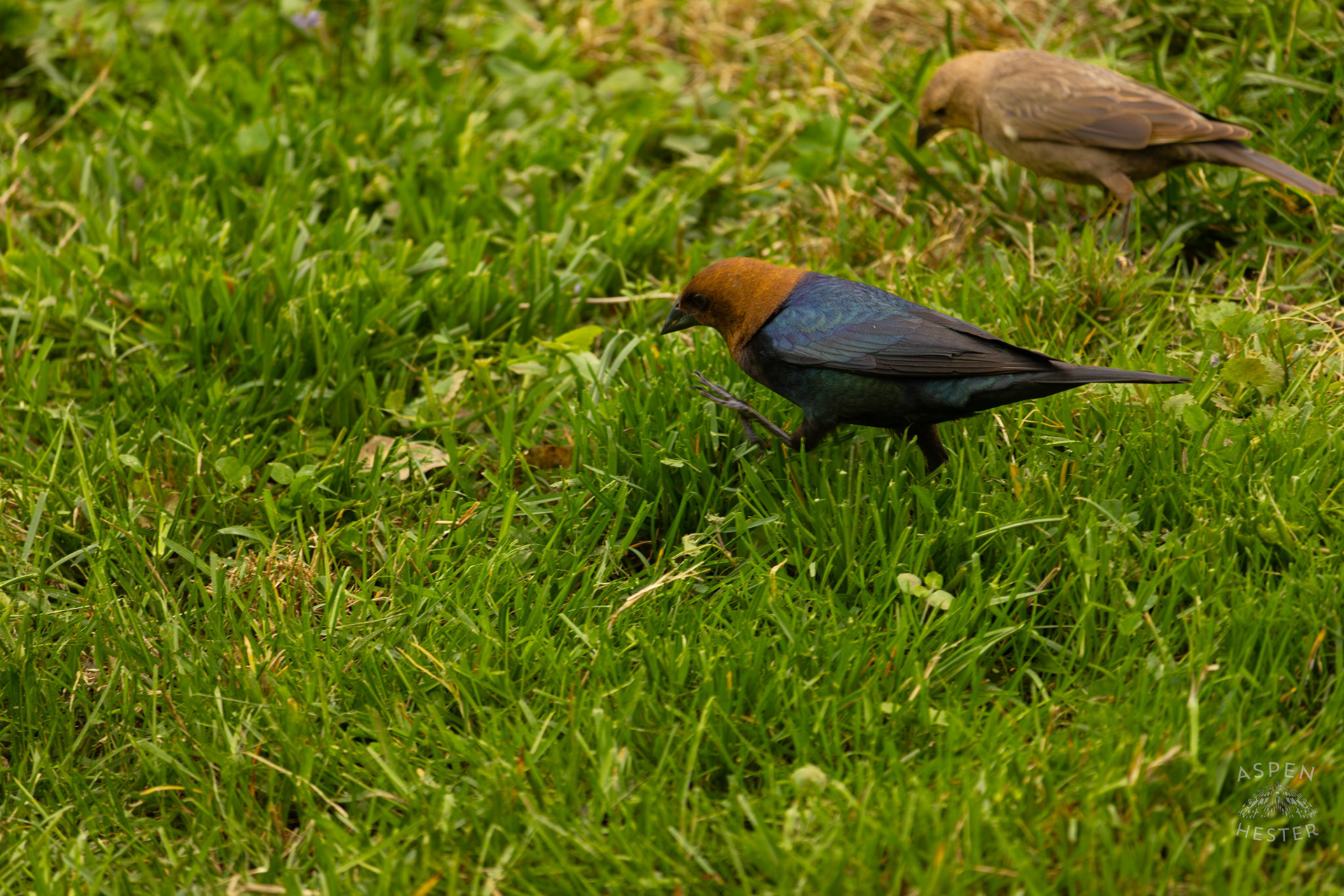 A Female and Male Brown-Headed Cowbird in Brown Park. April 14th, 2025/Aspen Hester