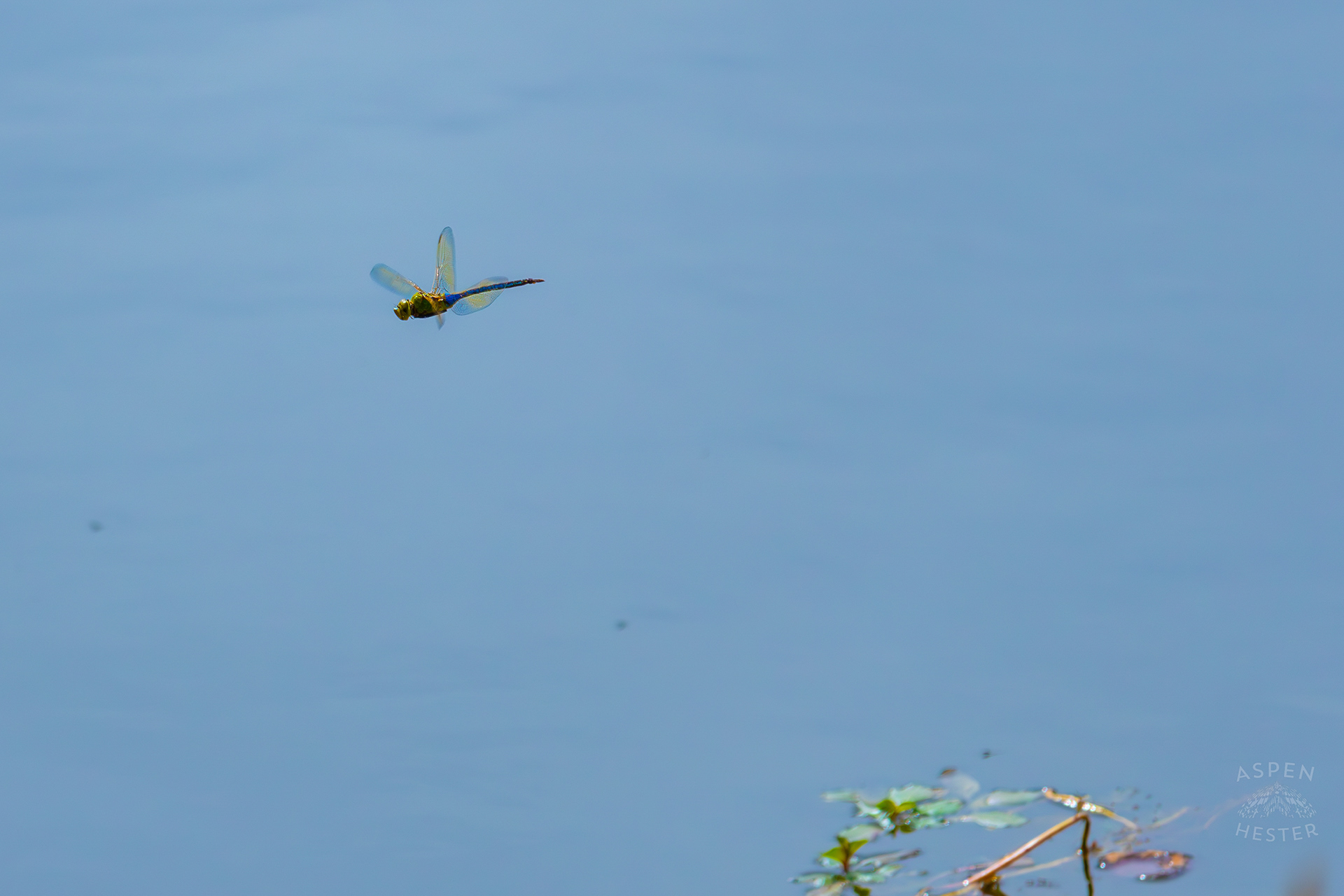 Emperor Dragonfly Zips Over Tom Wallace Lake Inside Jefferson Memorial Forest. September 3rd, 2024/Aspen Hester
