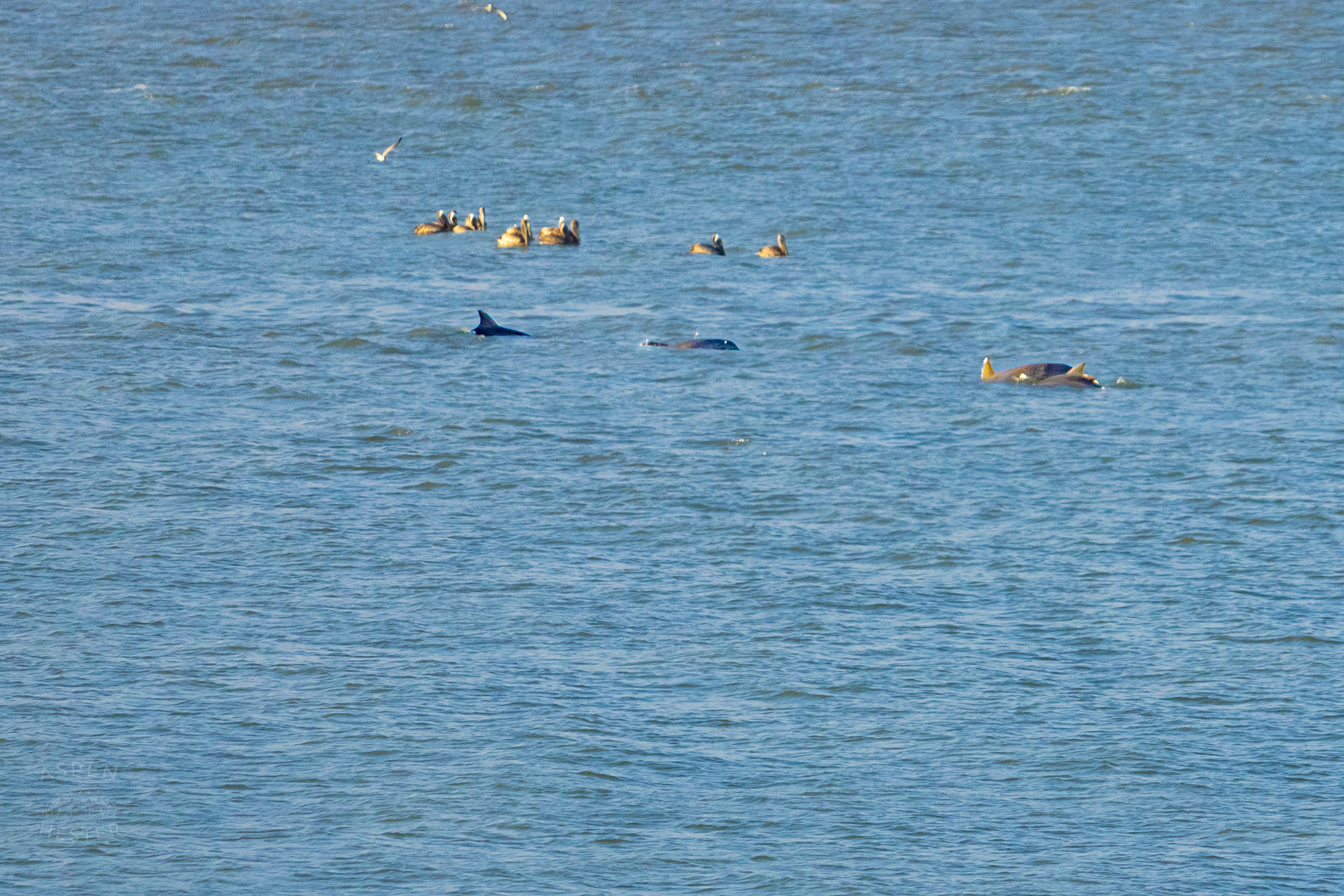 Bottlenosed Atlantic Dolphins Splash Off The Coast of Tybee Island Georgia. June 23rd, 2024/Aspen Hester