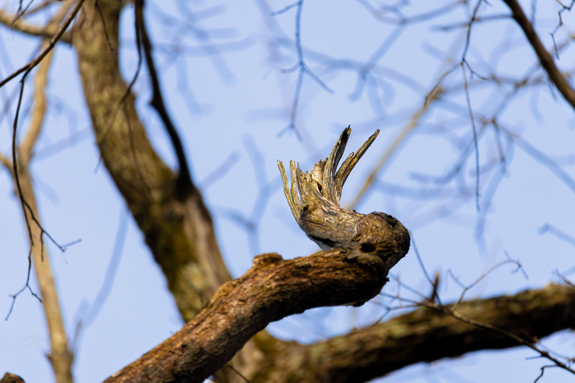 A Snapped Branch in My Neighbor's Yard. March 29th, 2026/Aspen Hester