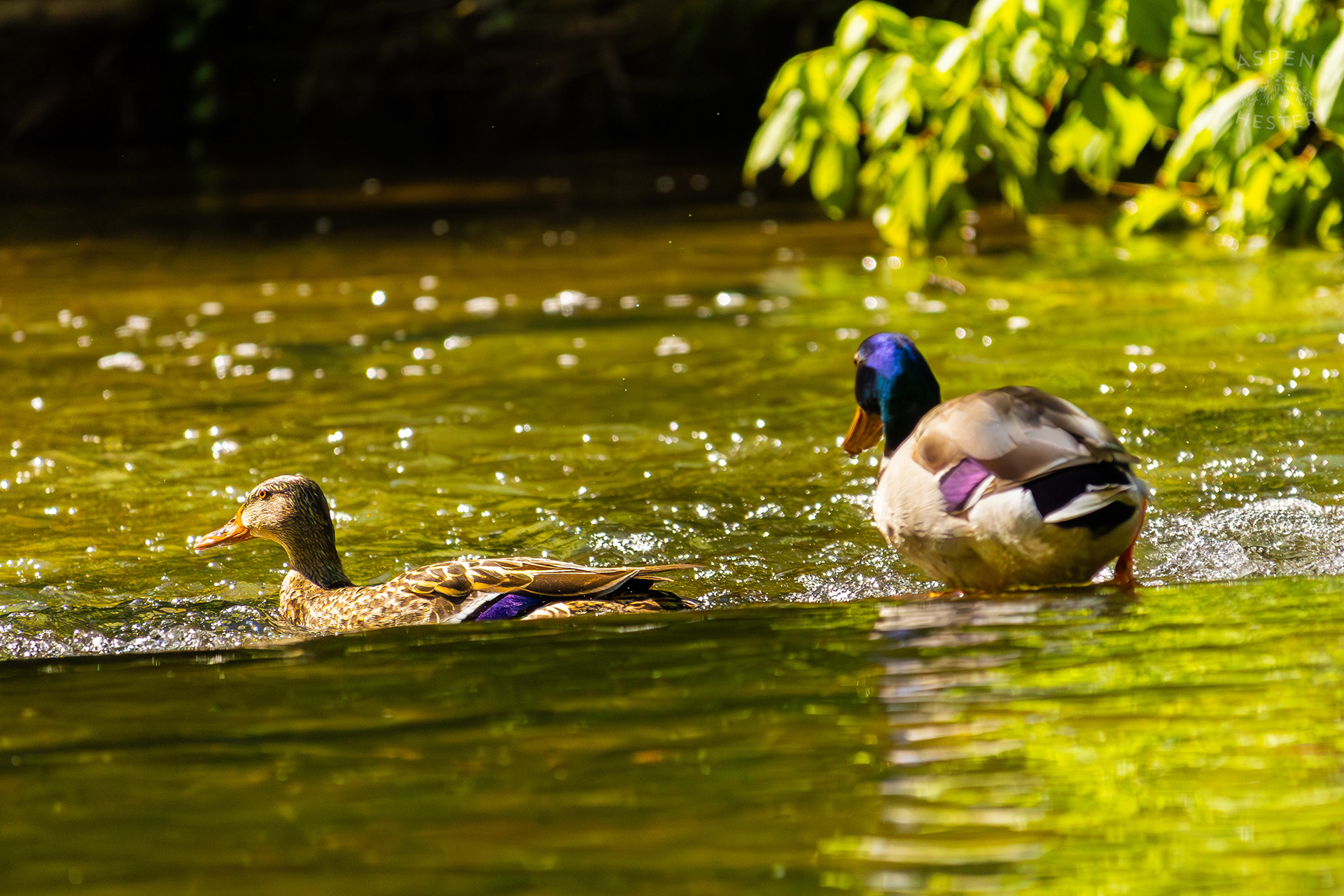 Mallard Ducks Waddling Down Middle Fork Beargrass Creek in Cherokee Park. May 28th, 2024/Aspen Hester
