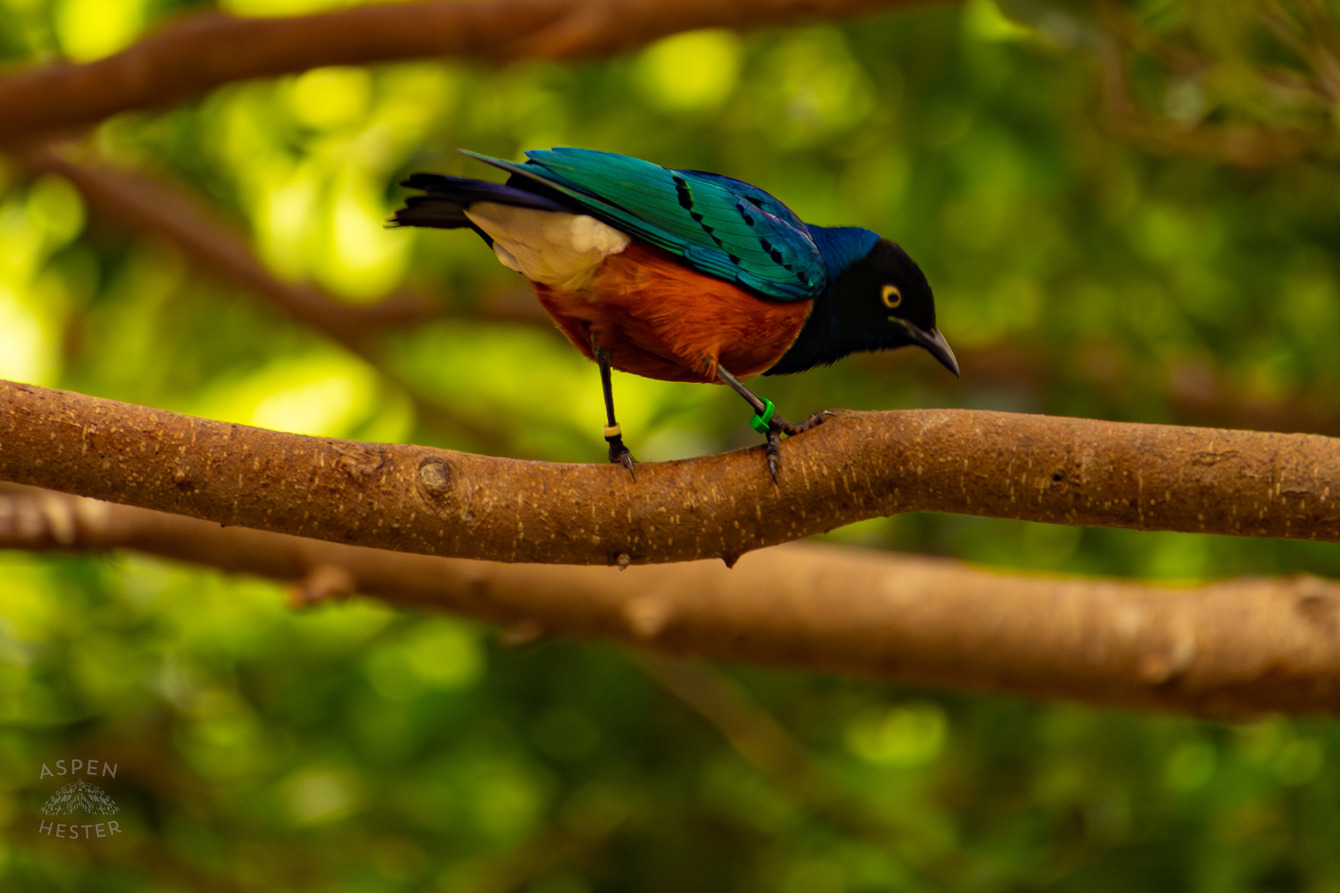 A Superb Starling in The Rainforest Inside The National Aviary in Pittsburgh Pennsylvania. February 26th, 2025/Aspen Hester