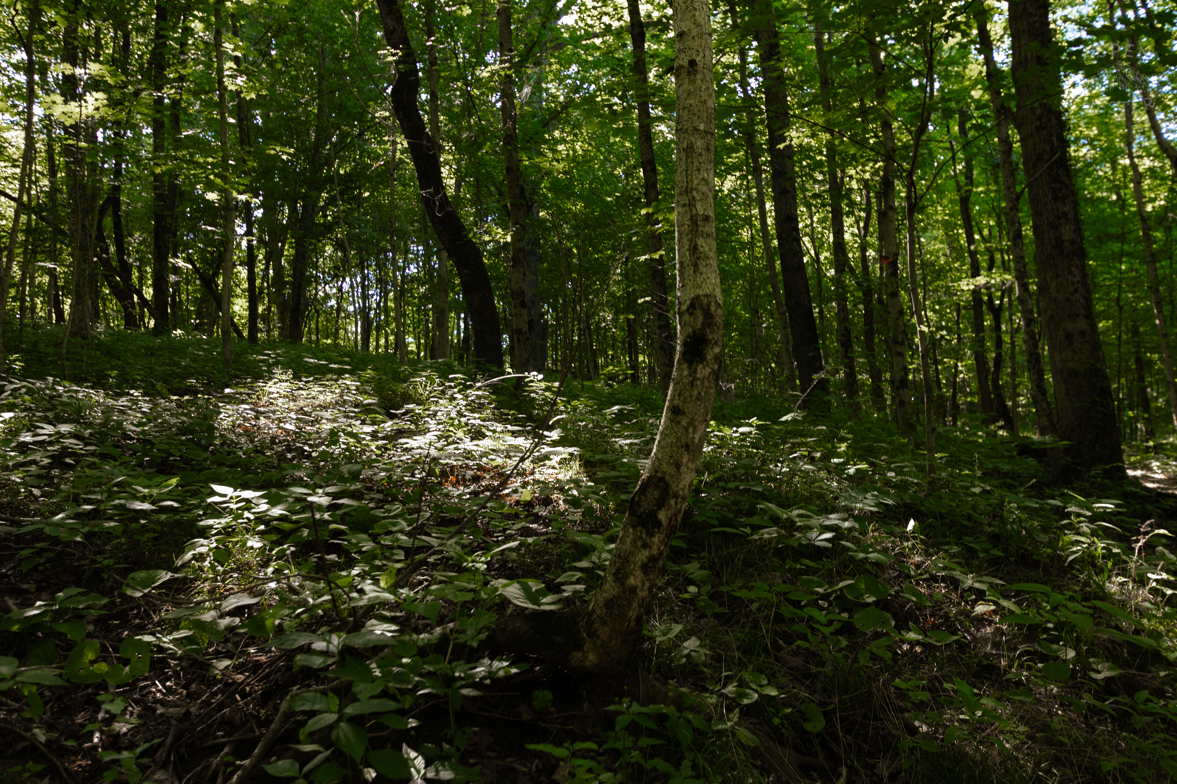 Trees in Cherokee Park. June 11th, 2024/Aspen Hester