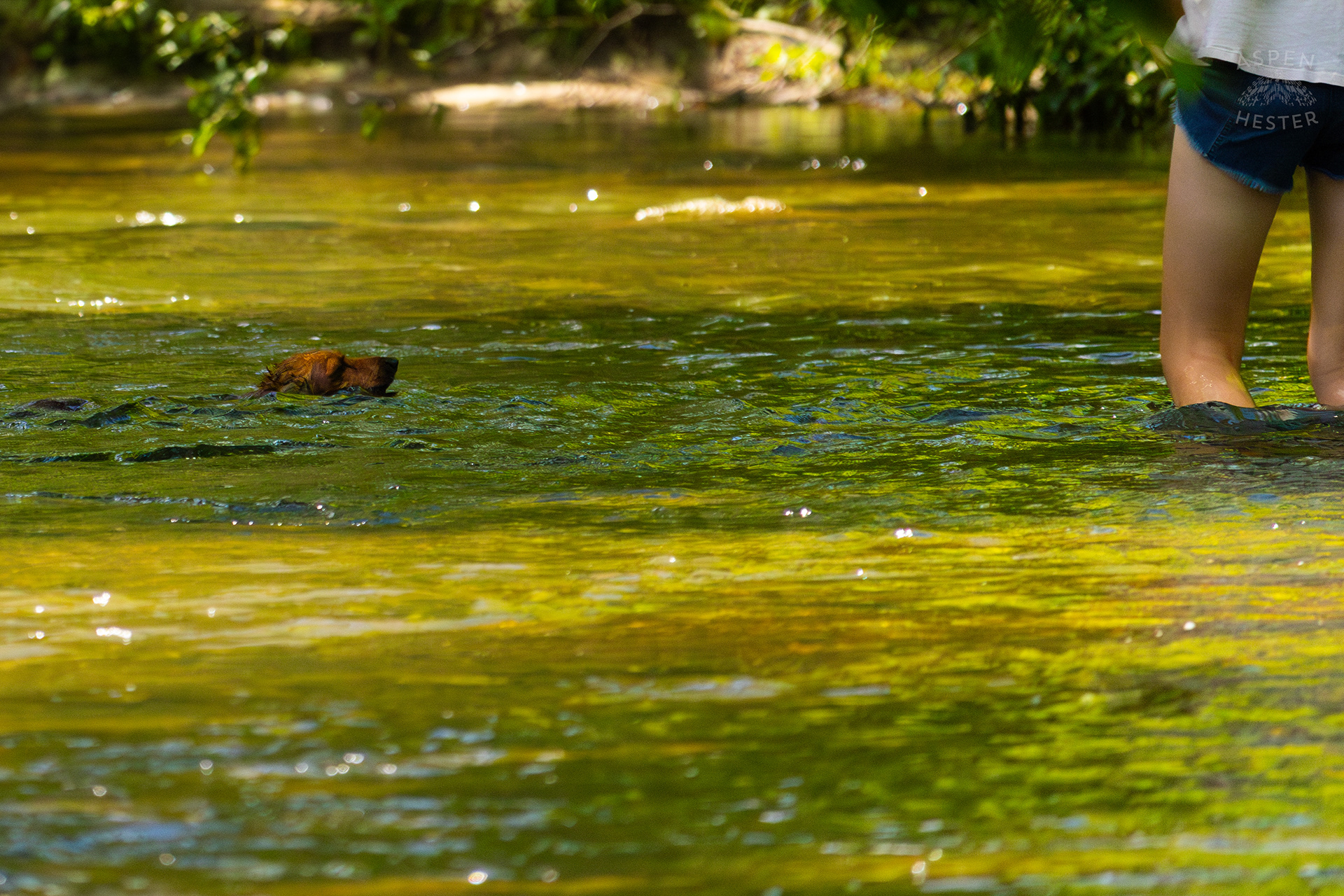 Dachshund Struggles to Swim in the High Waters of Middle Fork Beargrass Creek in Cherokee Park. May 28th, 2024/Aspen Hester