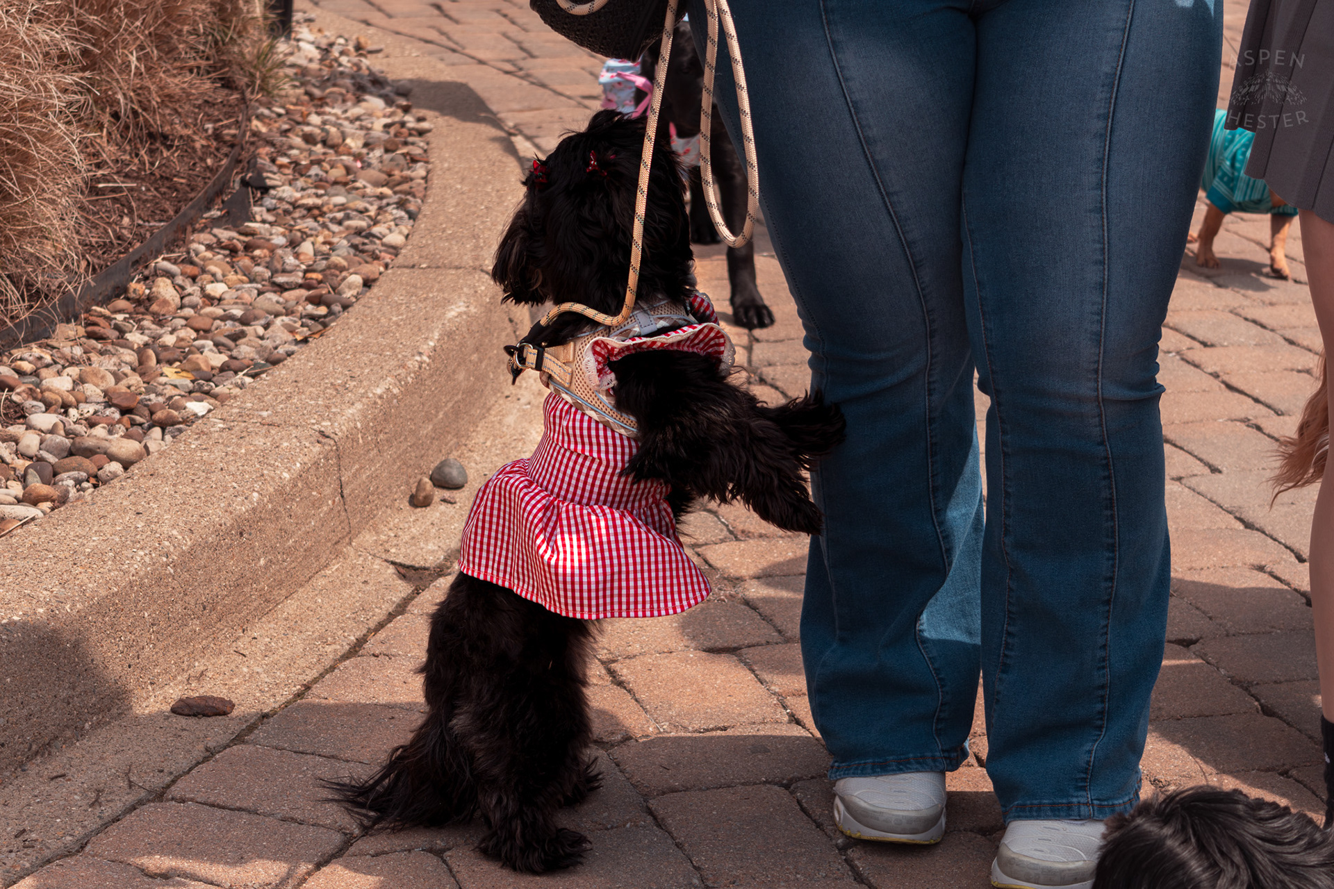 A Small Black Dog Wears A Picnic Blanket Style Dress with Matching Bows at Westport Village’s 5th Annual Puppy Palooza. April 19th, 2025/Aspen Hester