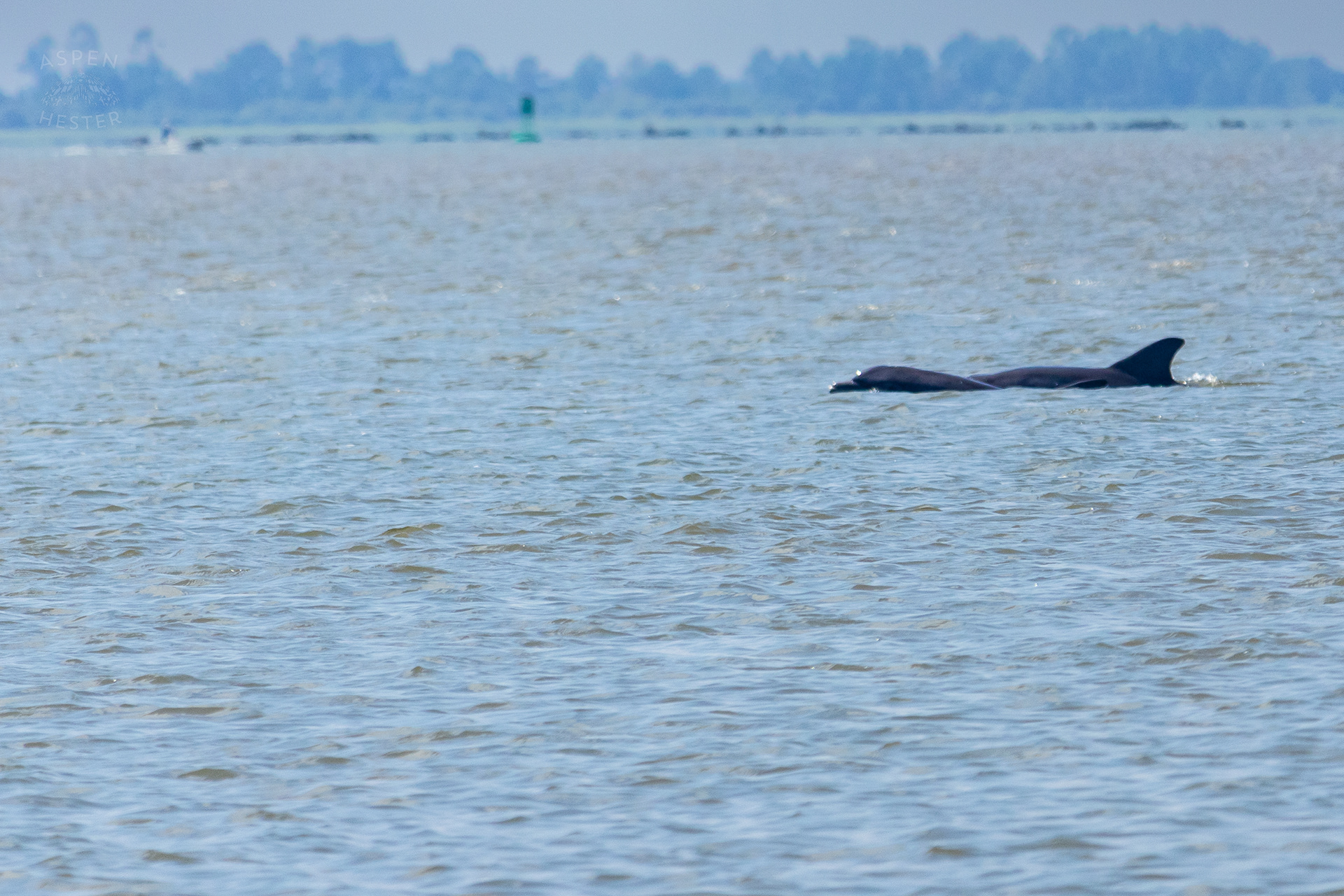 Bottlenose Atlantic Dolphins Swimming Off Tybee Island Georgia. June 25th, 2024/Aspen Hester