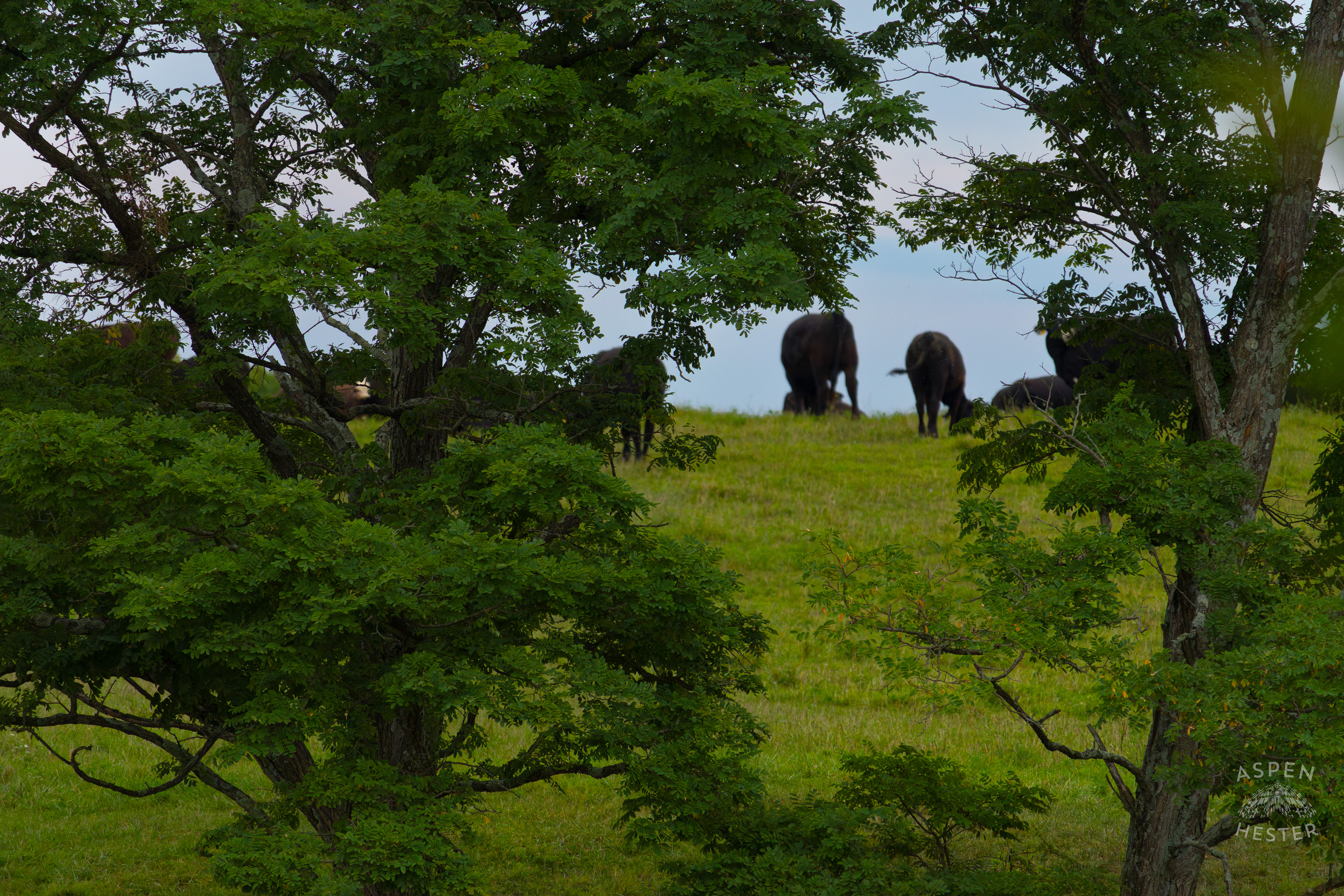 Cows Grazing on the Shore of Reformatory Lake. August 12th, 2024/Aspen Hester