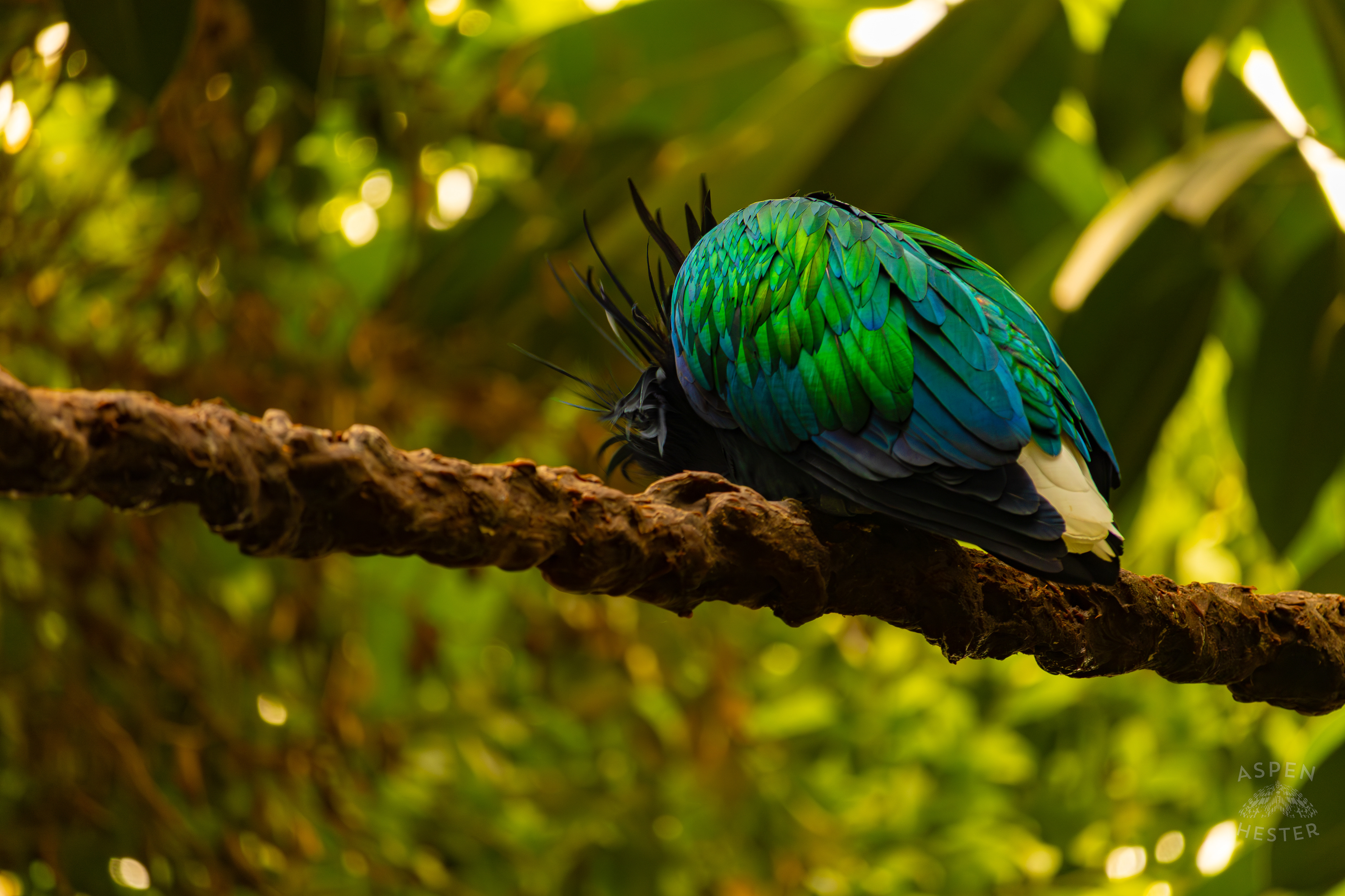 A Nicobar Pigeon Hangs Out in The Rainforest Inside The National Aviary in Pittsburgh Pennsylvania. February 26th, 2025/Aspen Hester