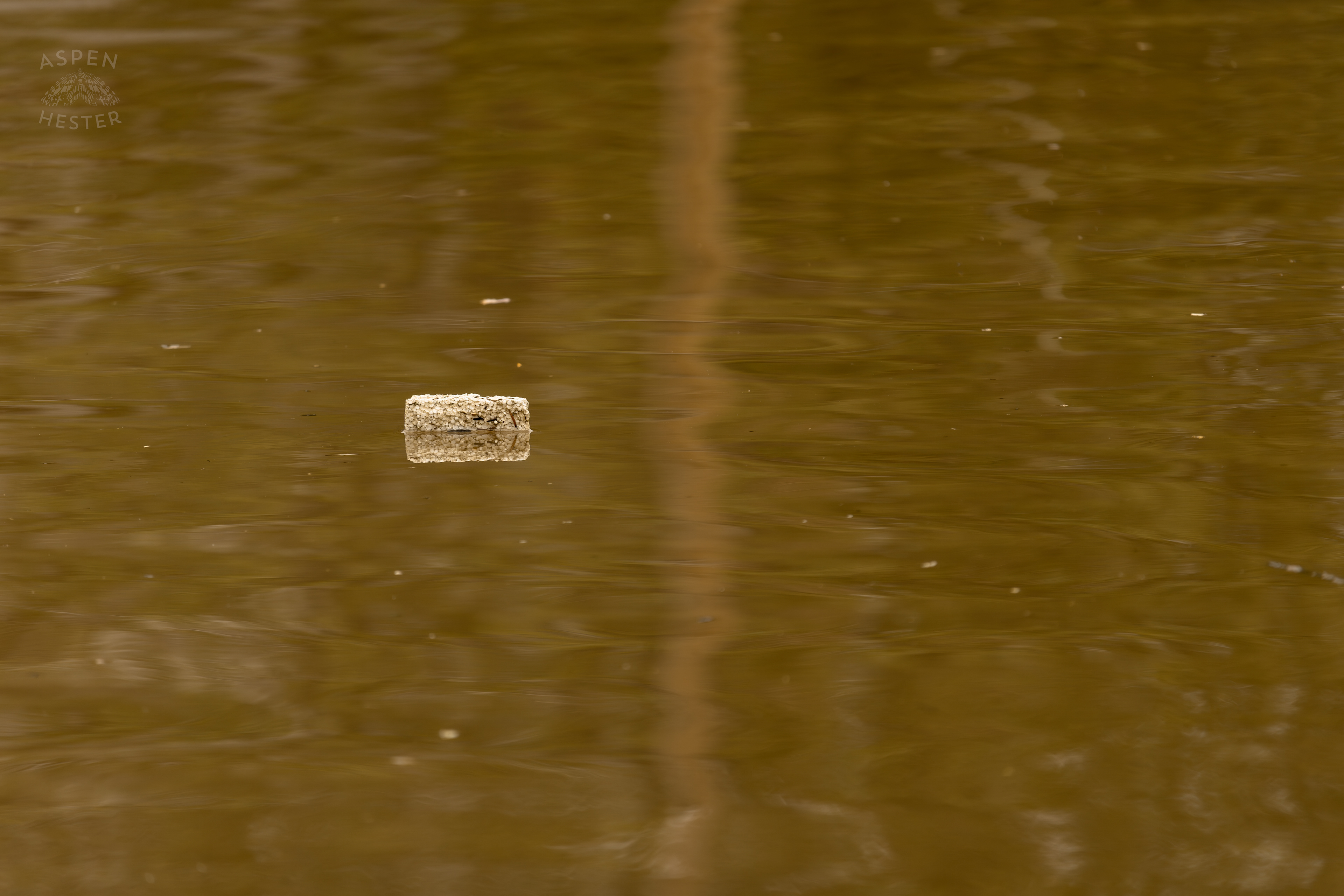 A Piece of Styrofoam Floats Along The Ohio River In The Middle of What Used to be 2nd Street Amid The Historic Flooding in Utica Indiana. April 9th, 2025/Aspen Hester