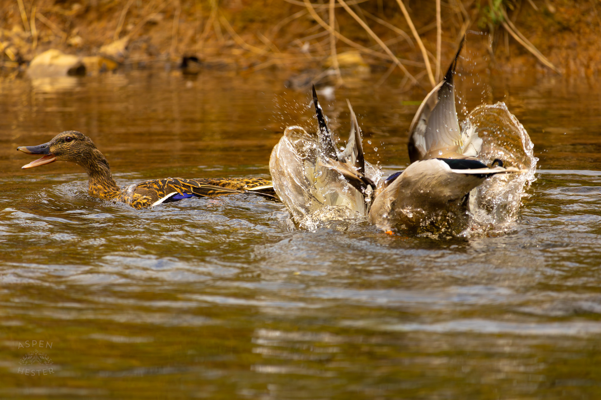 A Male Mallard Dives Under The Water of  Middle Fork Beargrass Creek Where It Runs Through Brown Park. April 14th, 2025/Aspen Hester