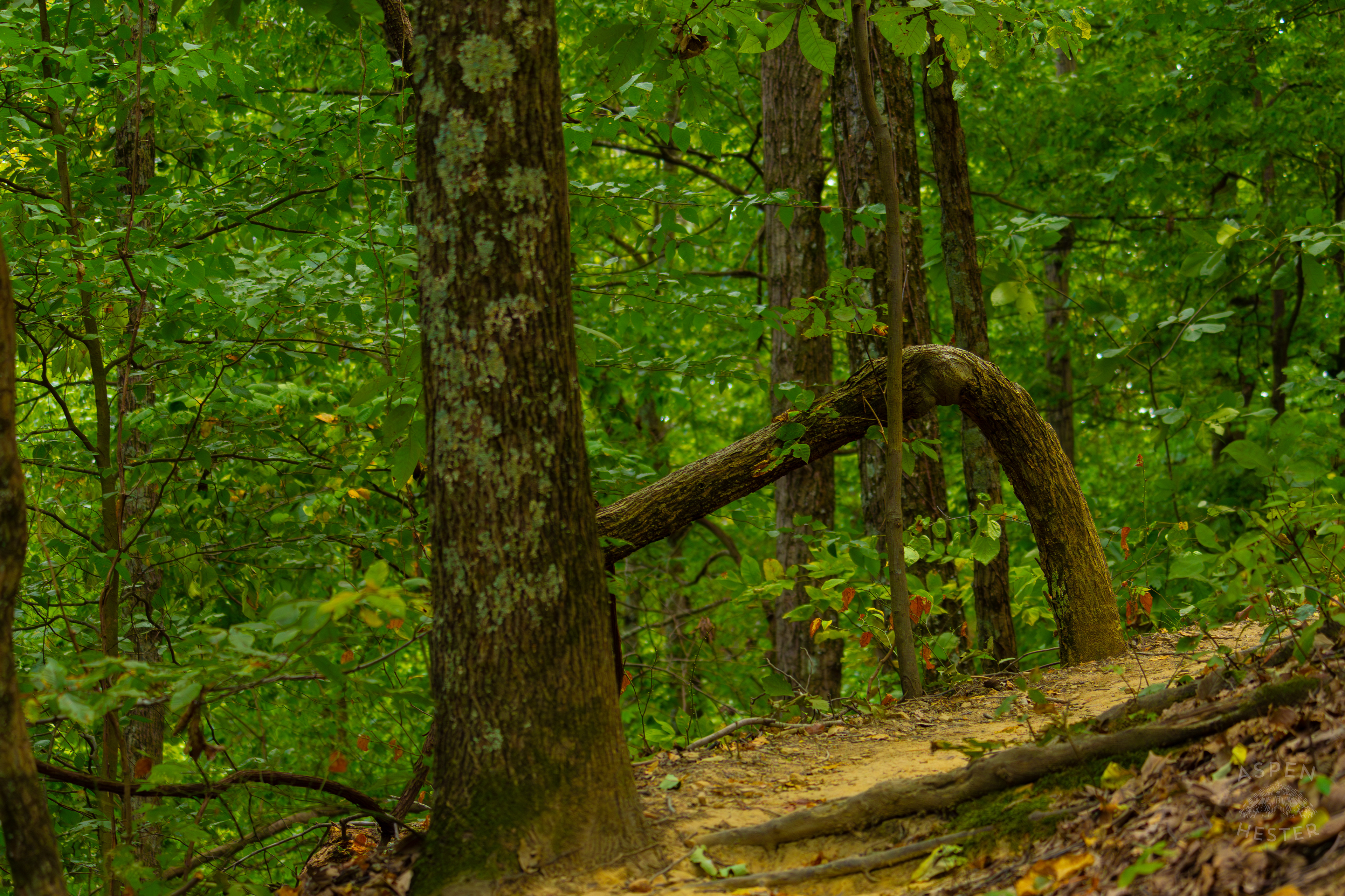 Tree Trunk Growing at A Right Angle Inside Jefferson Memorial Forest. September 3rd, 2024/Aspen Hester