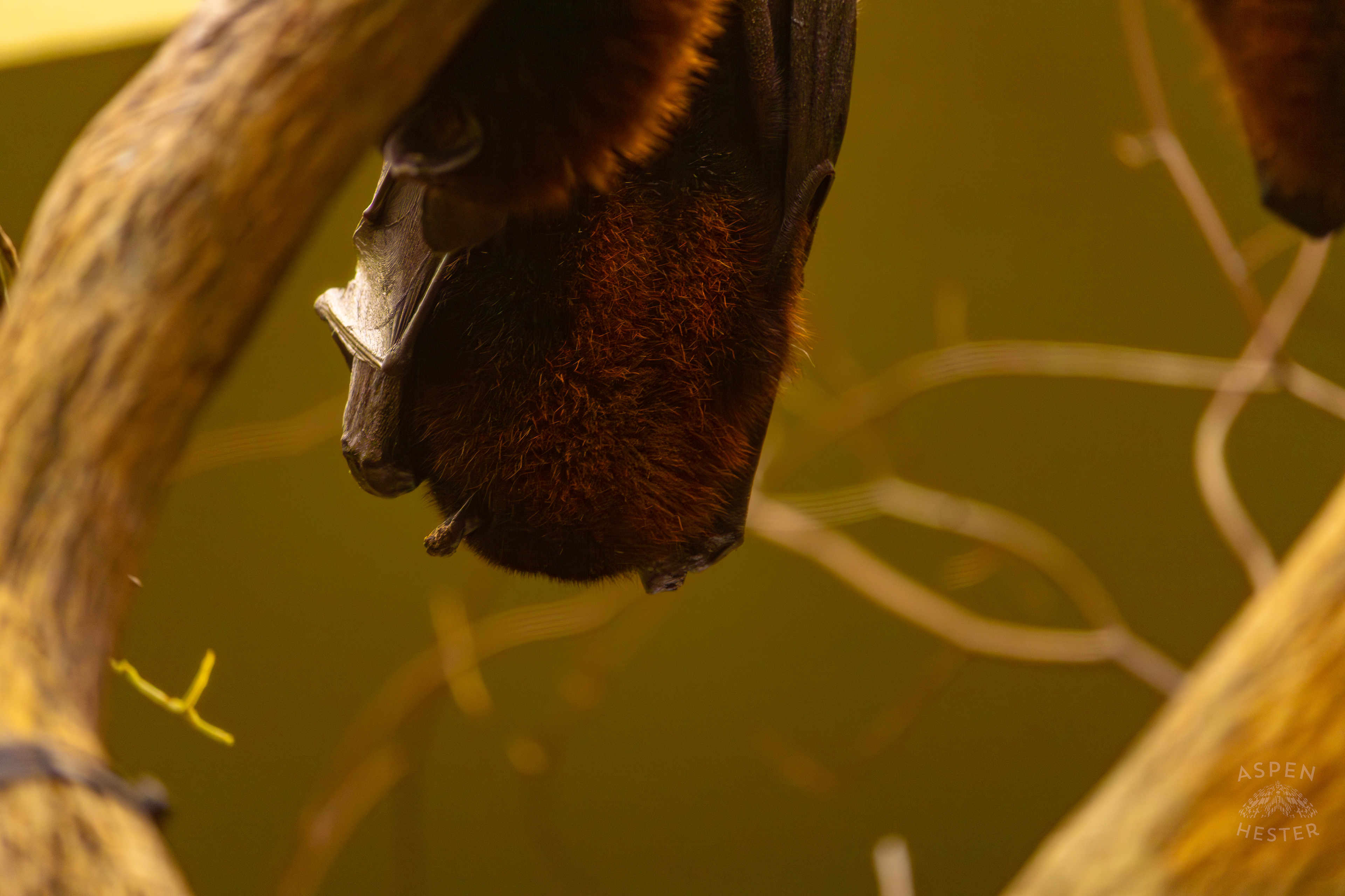 A Malayan Flying Fox Sleeps Upside Down In Canary's Call Inside The National Aviary in Pittsburgh Pennsylvania. February 26th, 2025/Aspen Hester
