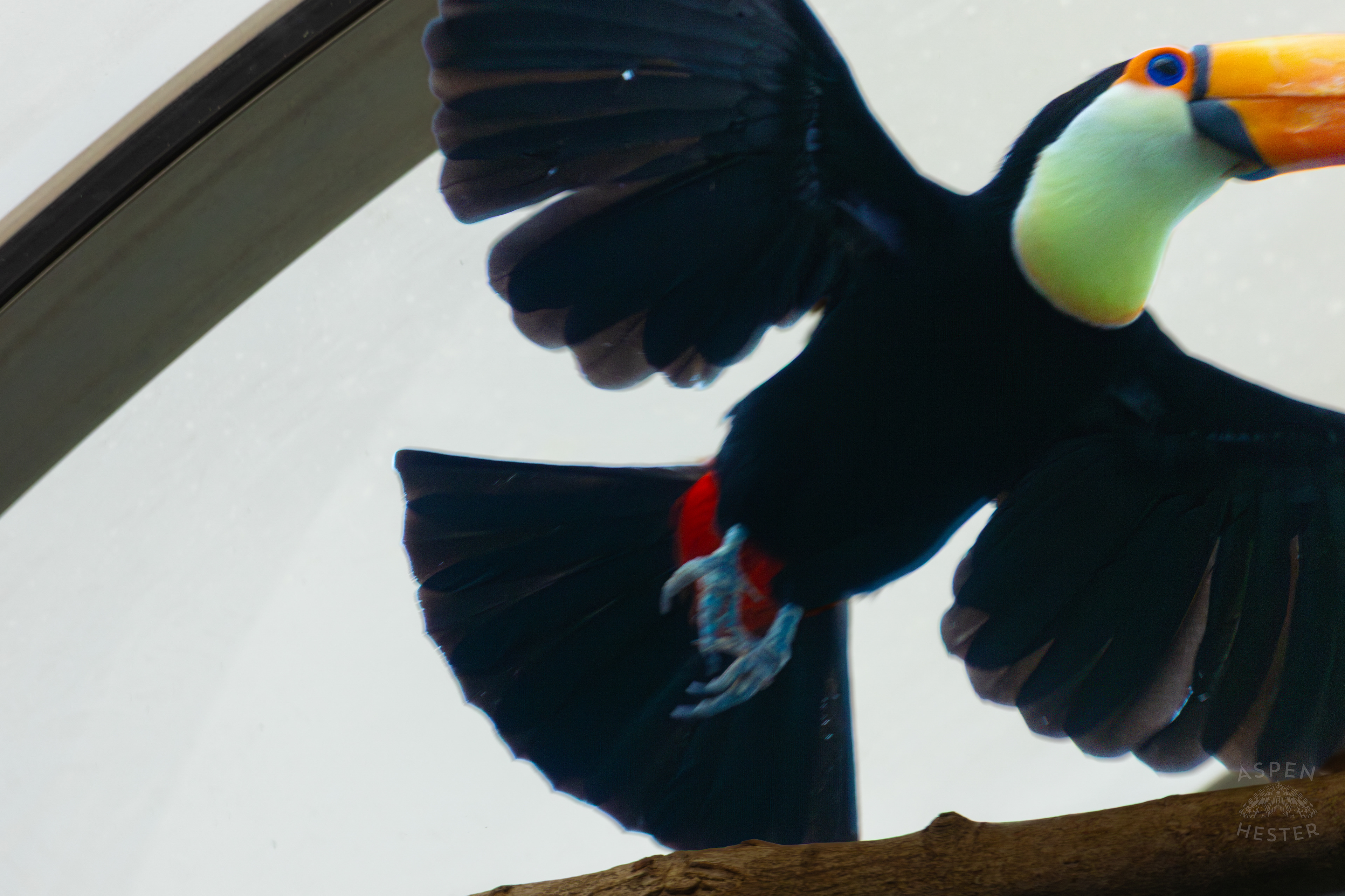 Toucan Flies High Up Inside The National Aviary in Pittsburgh Pennsylvania. February 26th, 2025/Aspen Hester