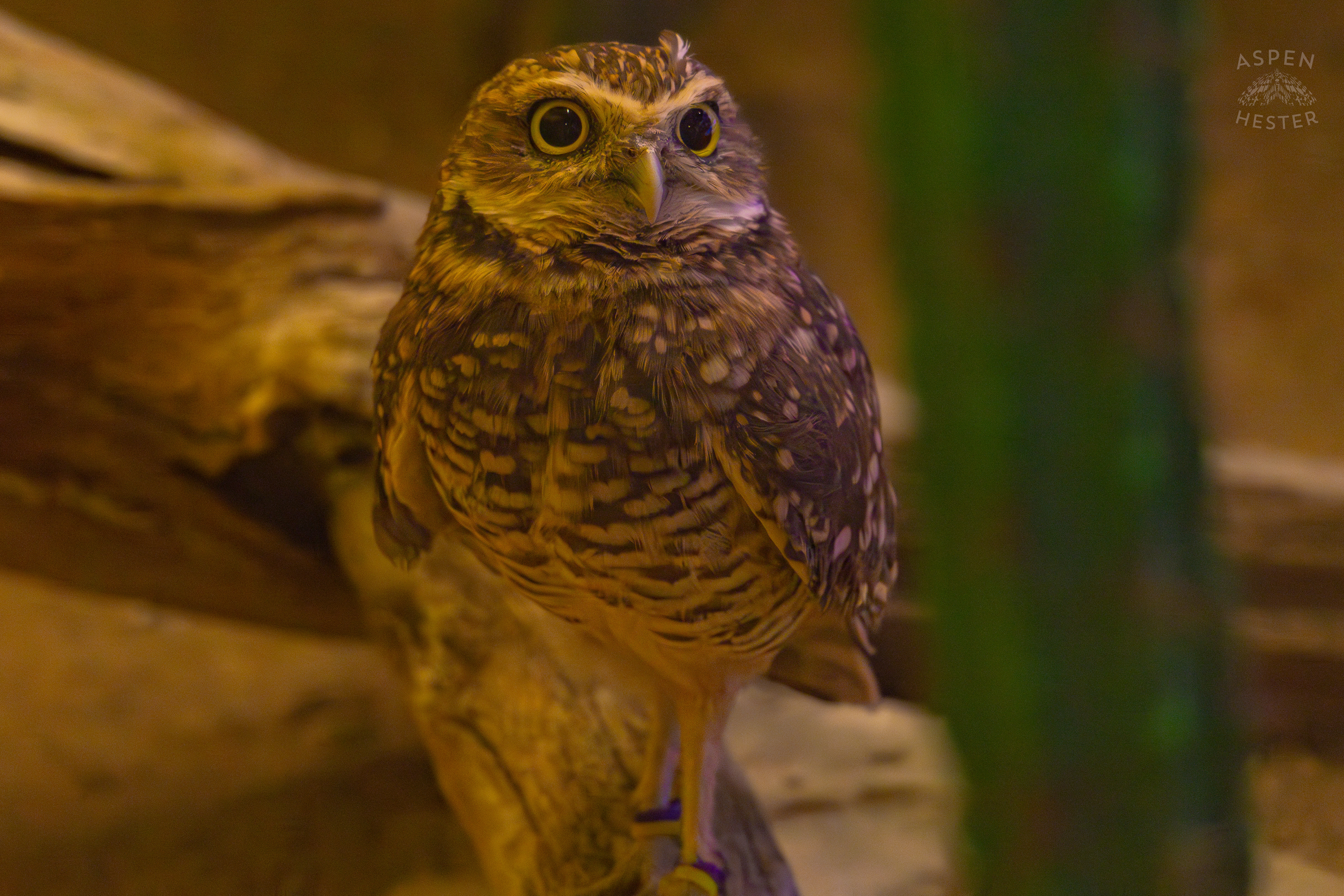 A Burrowing Owl Looking Around Canary's Call Inside The National Aviary in Pittsburgh Pennsylvania. February 26th, 2025/Aspen Hester