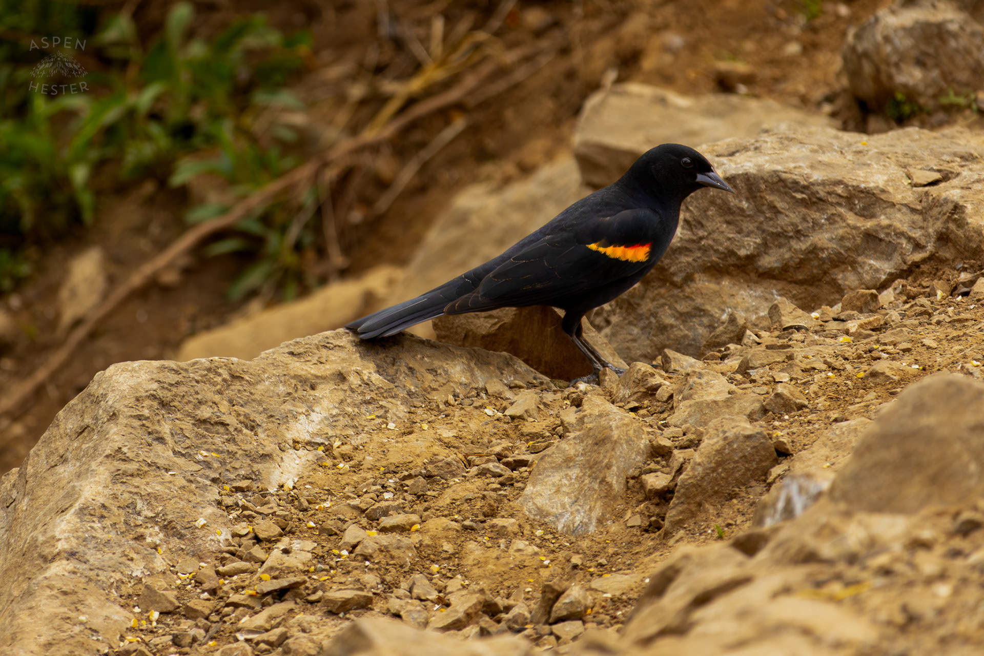 A Red-Winged Blackbird and A House Sparrow Hop Along The Rocks on The Banks of Middle Fork Beargrass Creek Where It Runs Through Brown Park. April 14th, 2025/Aspen Hester