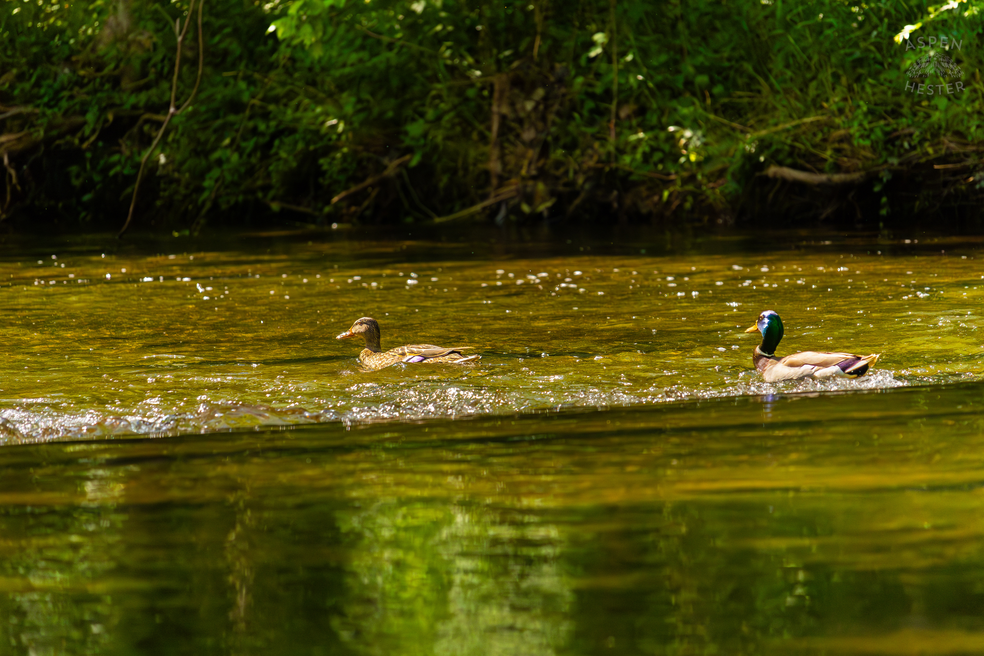 Mallard Ducks Swimming Down Middle Fork Beargrass Creek in Cherokee Park. May 28th, 2024/Aspen Hester
