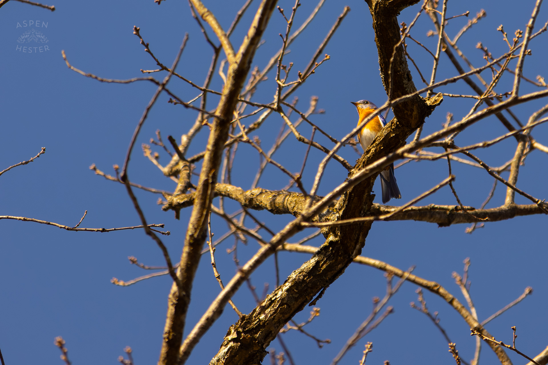 A Male Eastern Bluebird Sits High Up in A Tree in Wendell Moore Park Right Before Spring. March 18th, 2025/Aspen Hester