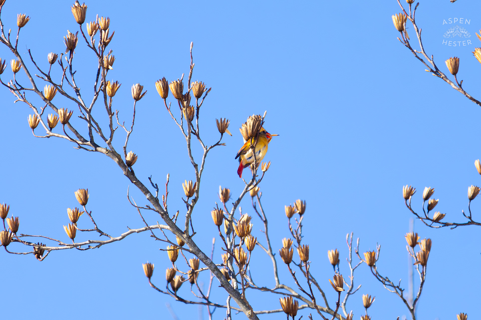 A Female Cardinal Eats The Seeds From A Tulip Tree in my Backyard. January 13th, 2025/Aspen Hester