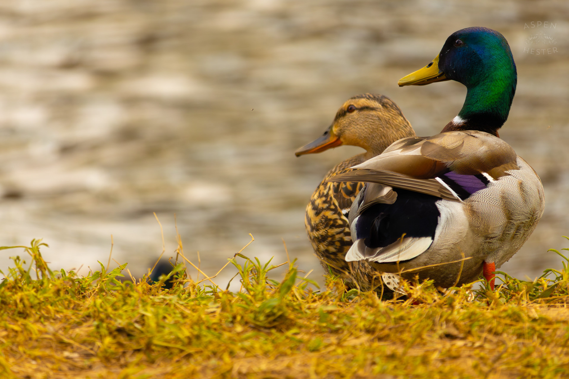 Married Mallards Mimic Each Other On The Banks of Middle Fork Beargrass Creek Where It Runs Through Brown Park. April 14th, 2025/Aspen Hester