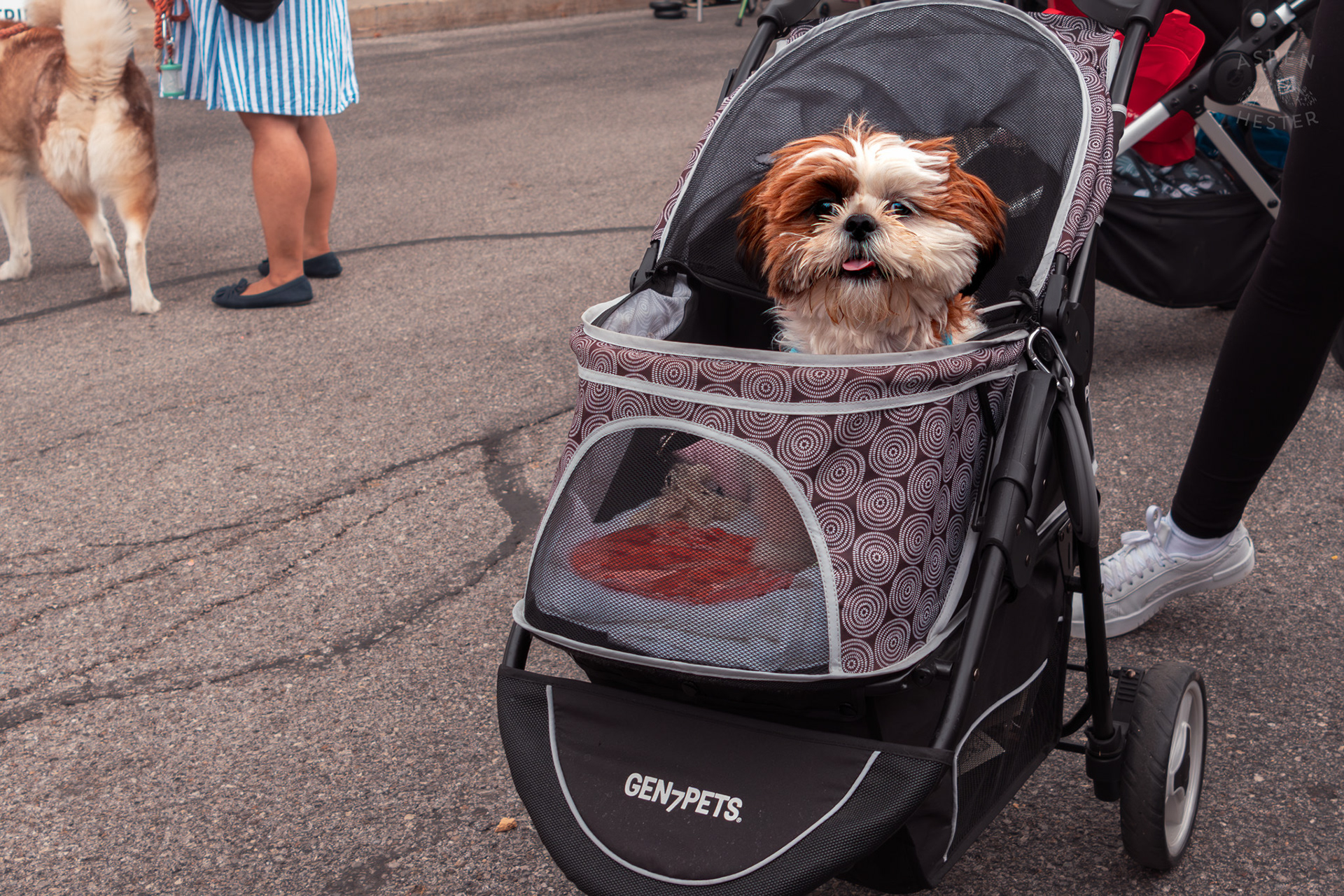 A Shih Tzu Enjoys Being Pushed Around in A Stroller at Westport Village’s 5th Annual Puppy Palooza. April 19th, 2025/Aspen Hester