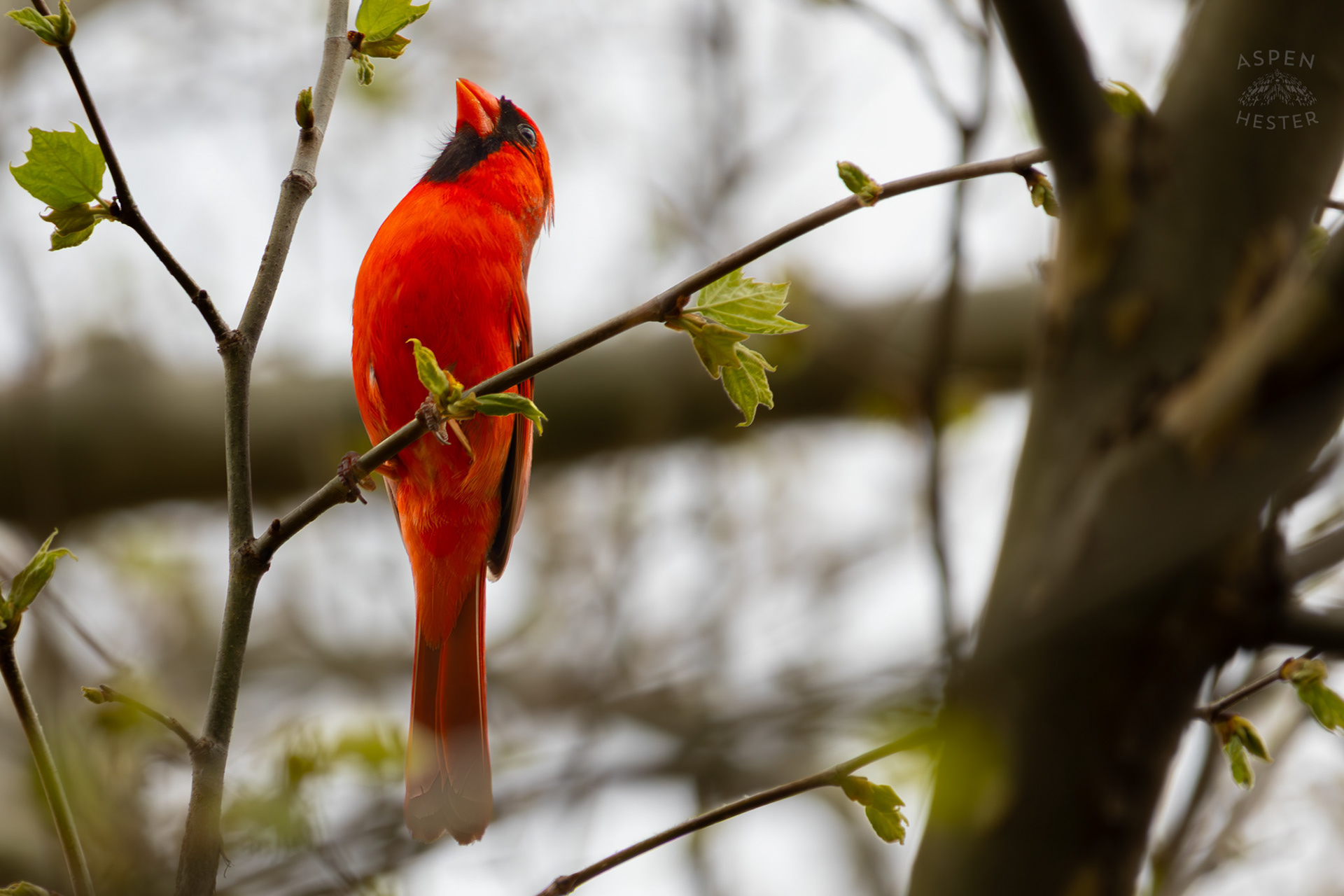 A Bright Cardinal Chills in The Trees of Brown Park. April 14th, 2025/Aspen Hester 