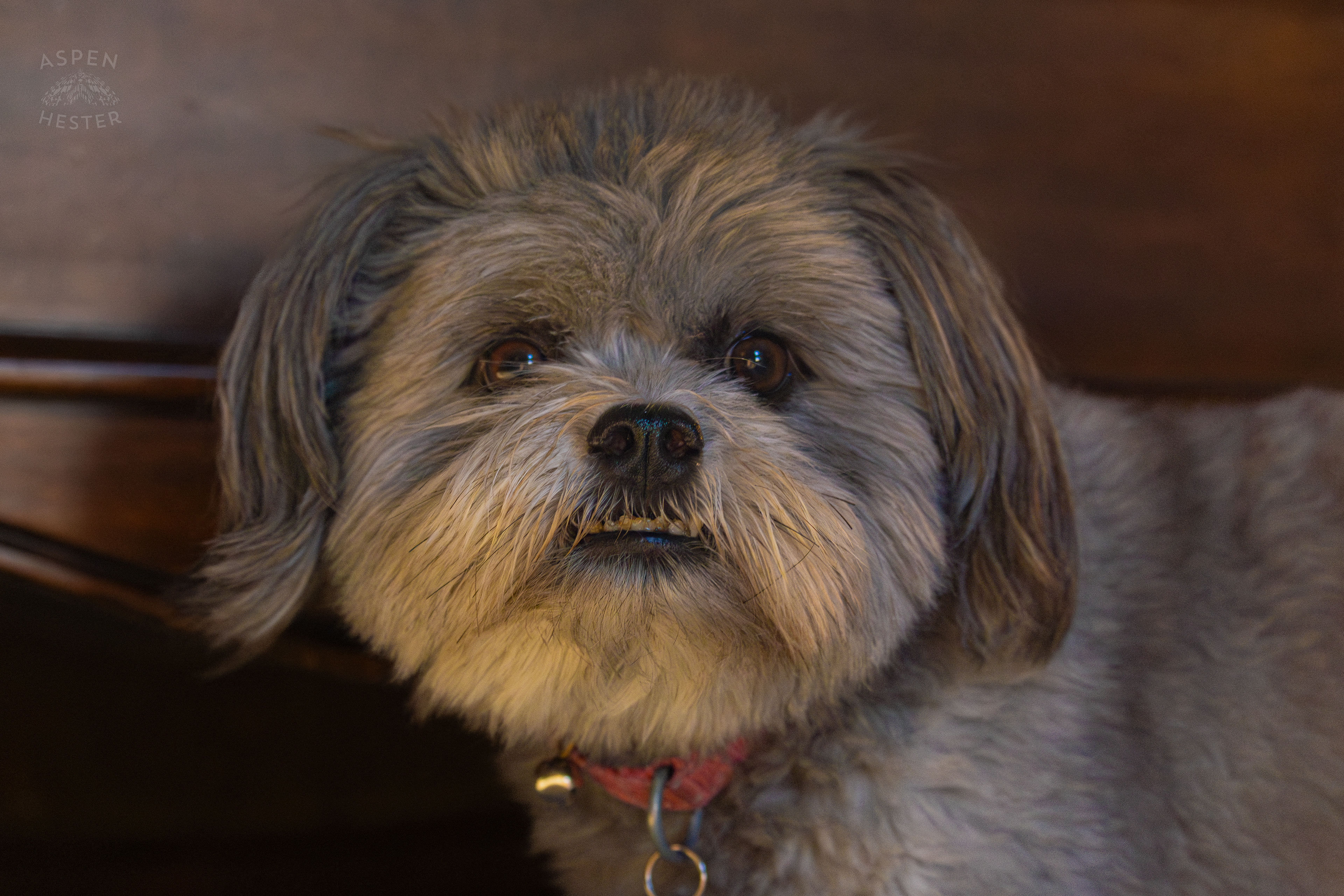 My Girl Mabel. November 11th, 2024/Aspen Hester