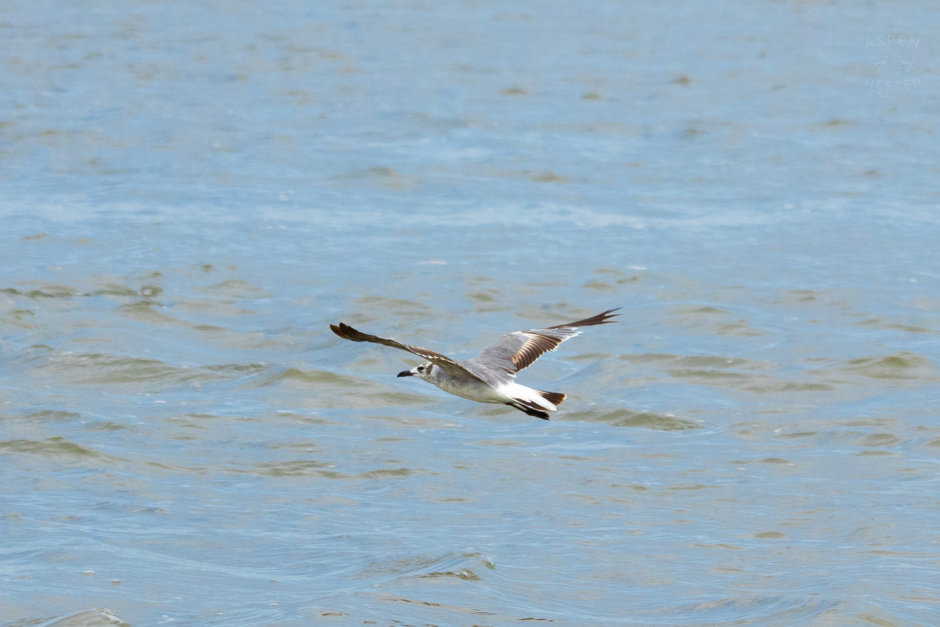 Seagull Flying On Tybee Island Georgia. June 24th, 2024/Aspen Hester