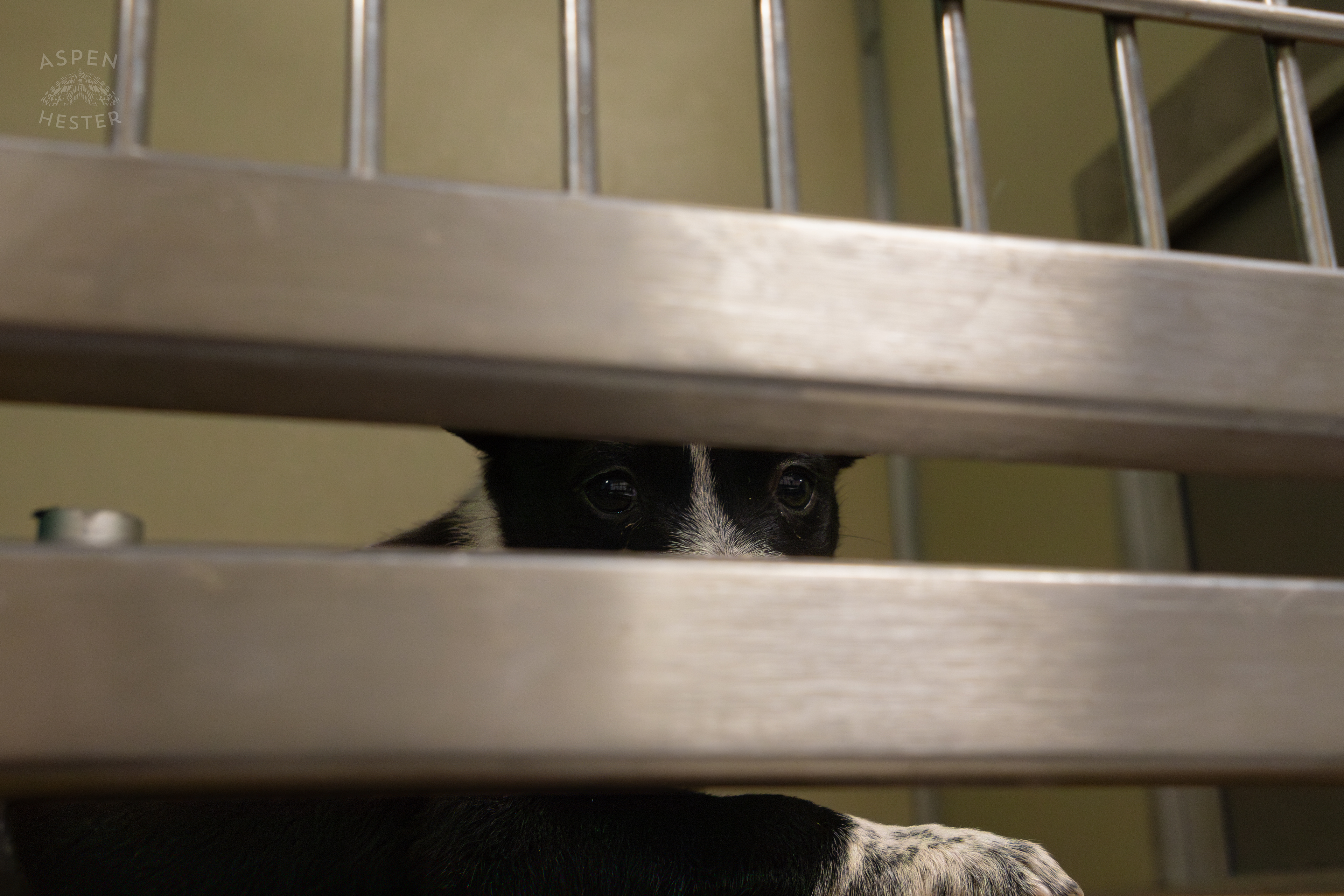 One of The Five Puppies Abandoned On The Road Outside of Louisville Metro Animal Services. September 4th, 2024/Aspen Hester