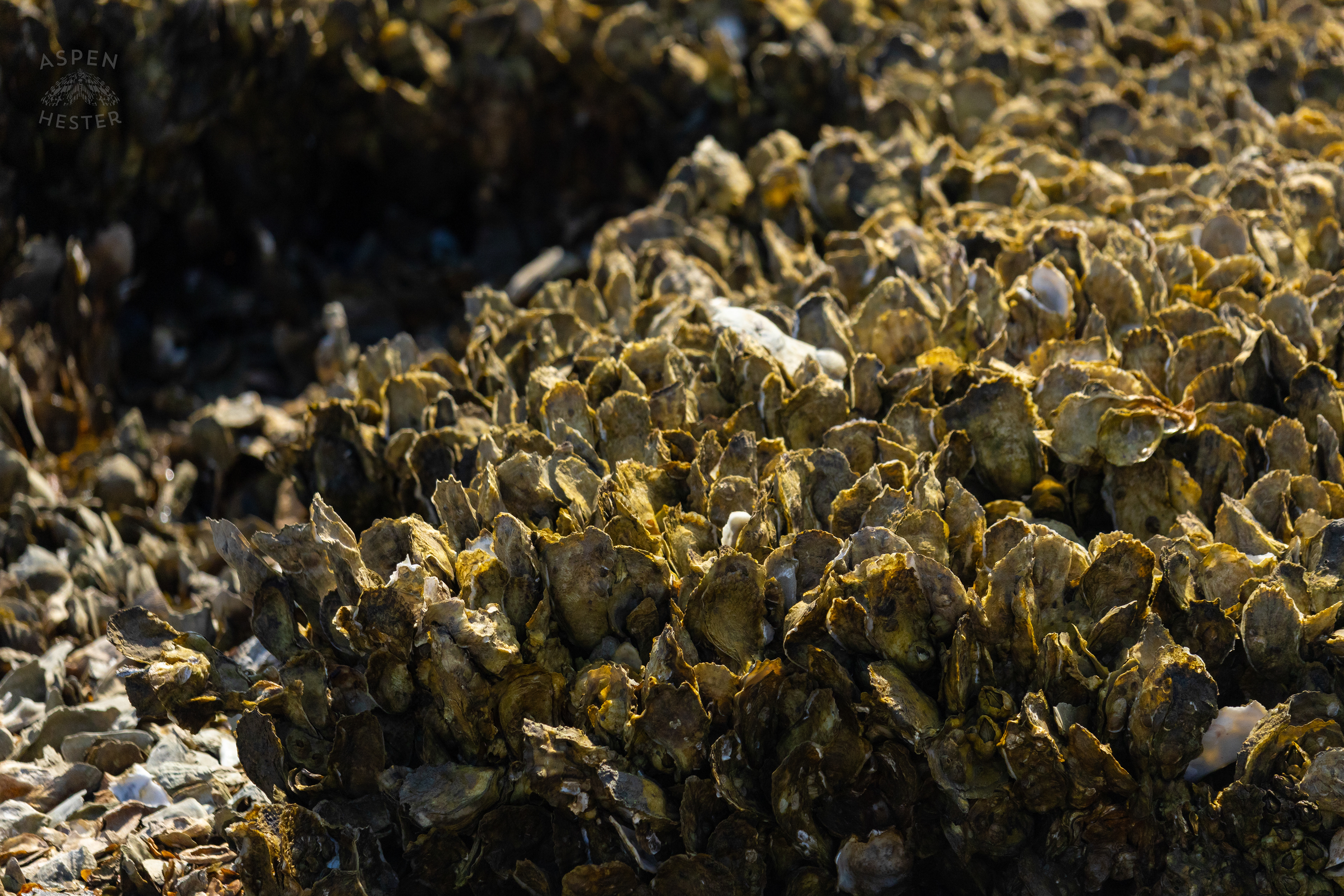 Oyster Reef in Low Tide on Tybee Island Georgia. June 25th, 2024/Aspen Hester