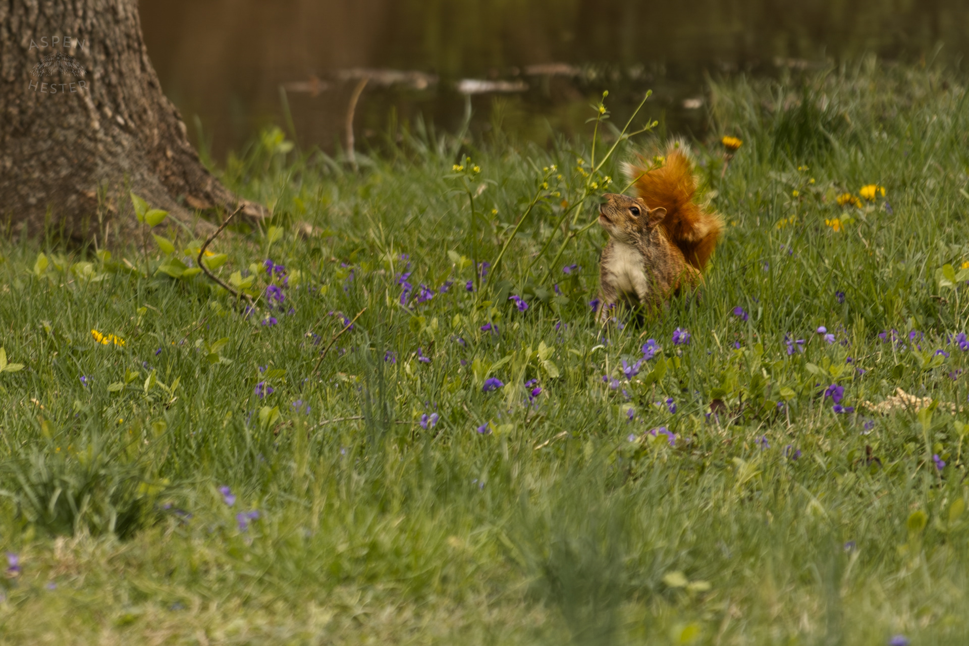 A Squirrel Finds Some Wildflowers to Nibble on Near The Edge Of The Historic Flooding in Utica Indiana. April 9th, 2025/Aspen Hester