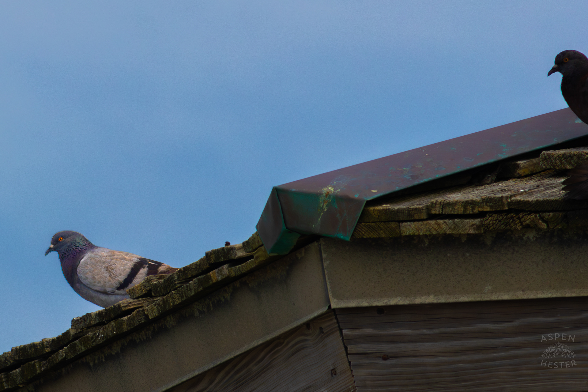 Two Pidgeon's Rest Atop The Tybee Island Pier and Pavilion on Tybee Island Georgia. June 27th, 2024/Aspen Hester