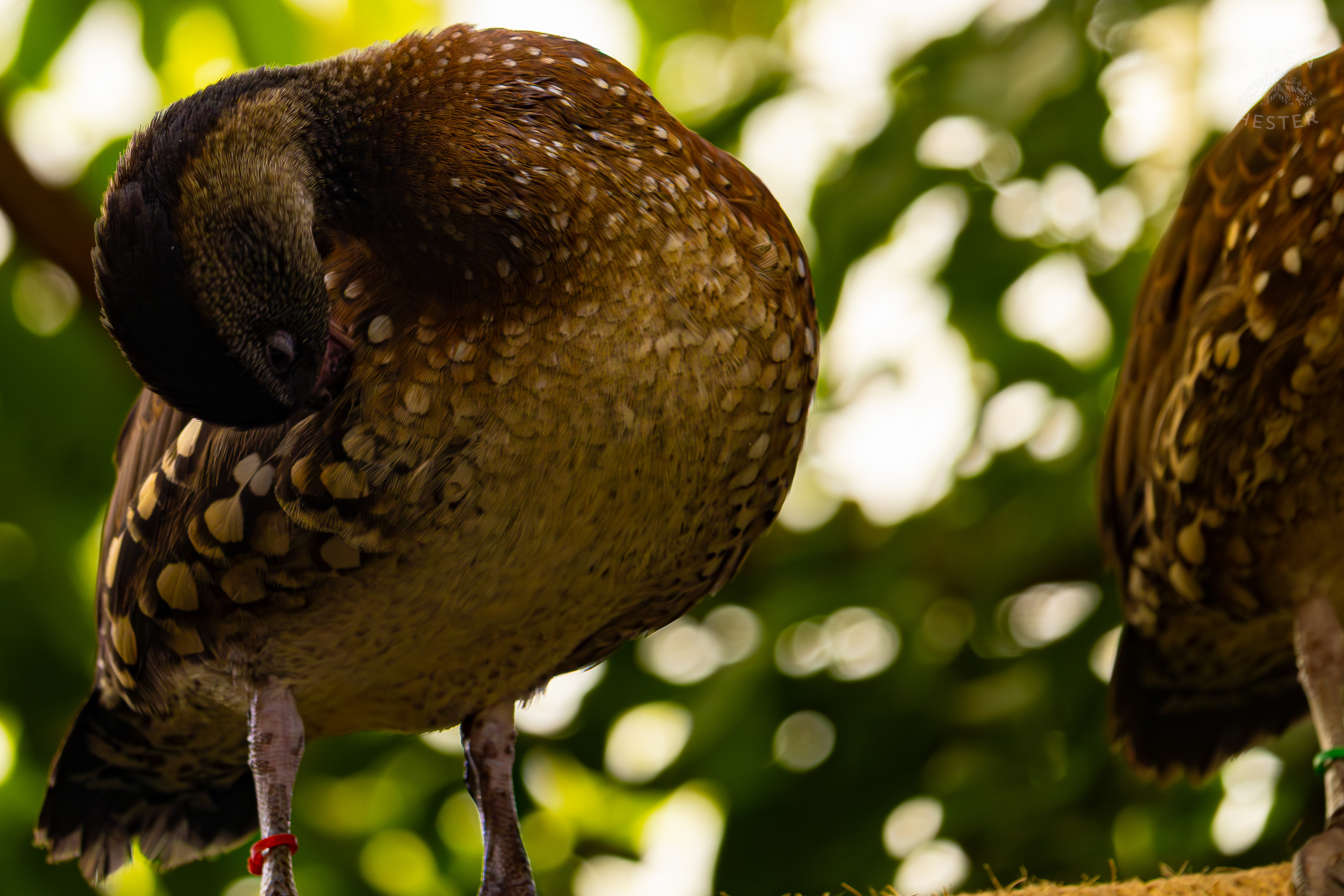A Spotted Whistling Duck Preens Itself High Up in The Rainforest Inside The National Aviary in Pittsburgh Pennsylvania. February 26th, 2025/Aspen Hester