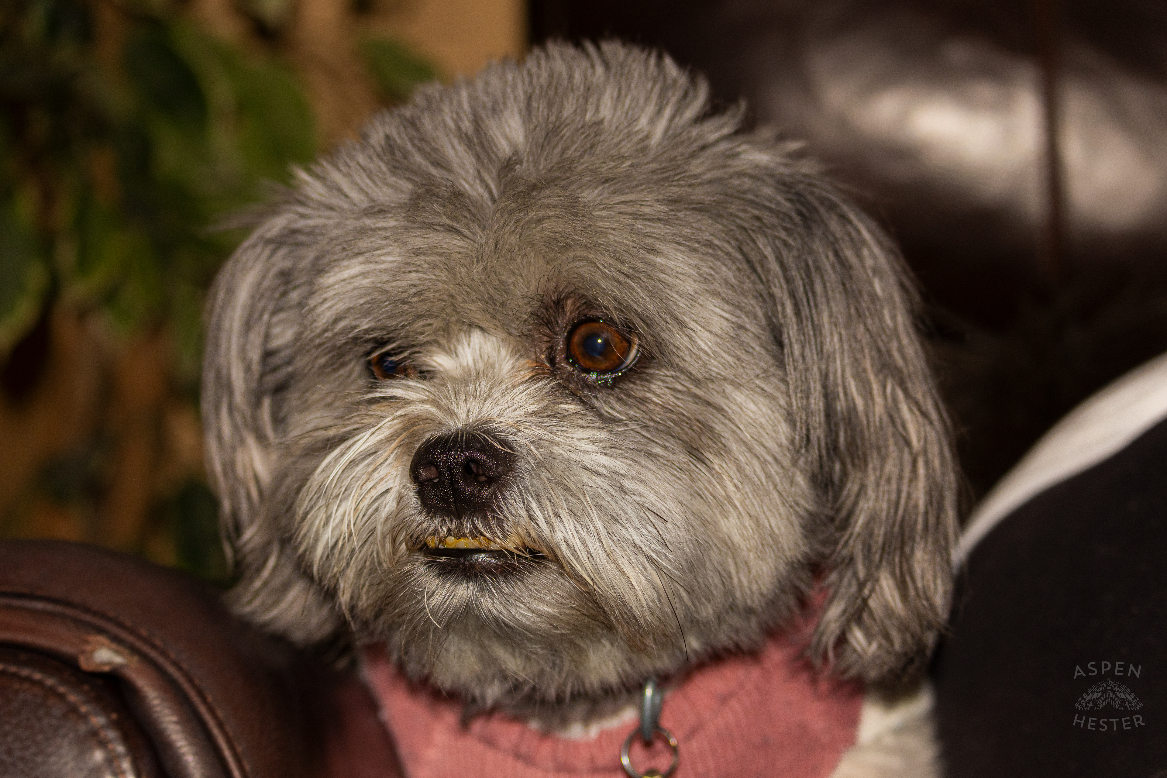 My Girl Mabel. November 11th, 2024/Aspen Hester