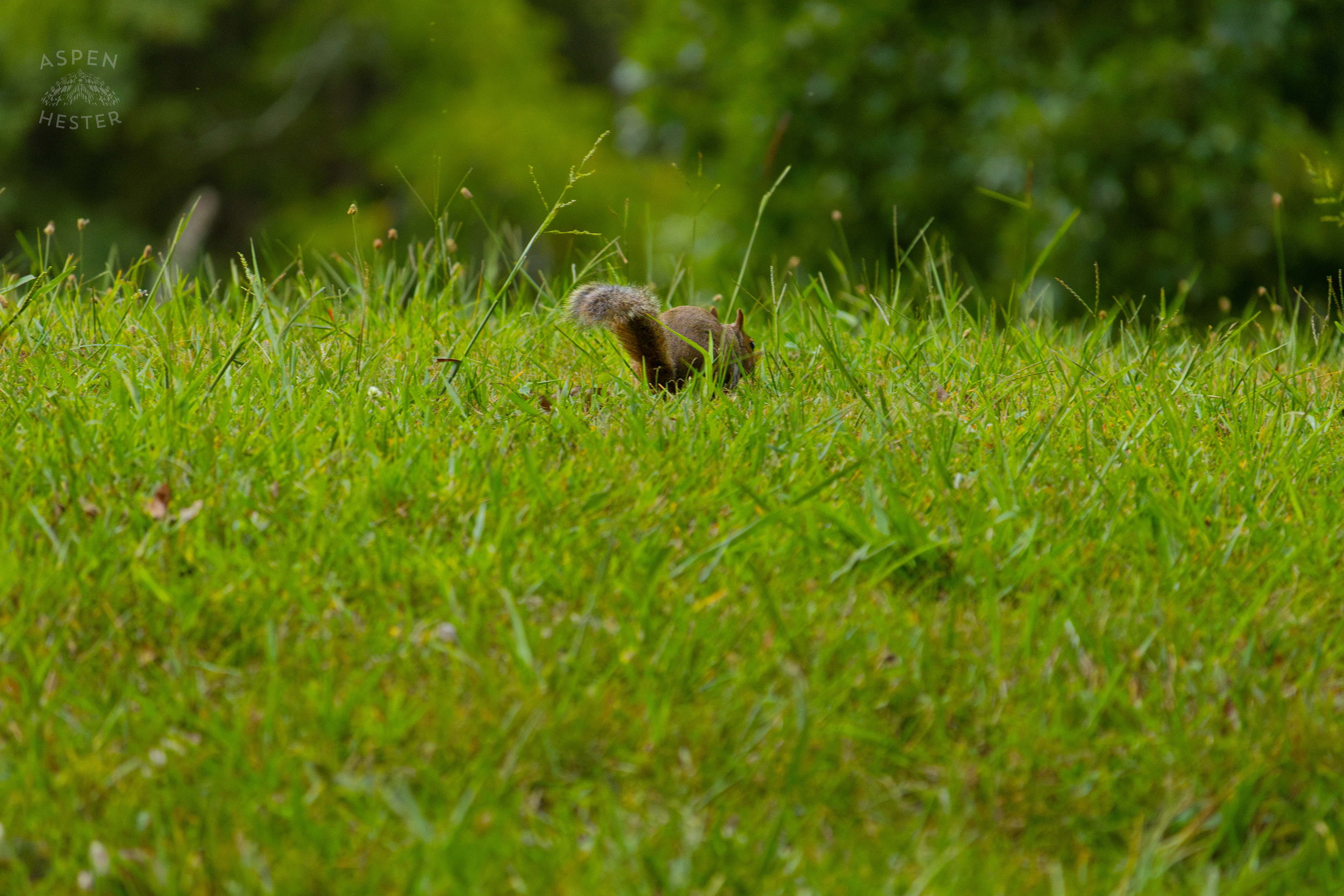 A Squirrel Runs Through Wendell Moore Park. August 12th, 2024/Aspen Hester