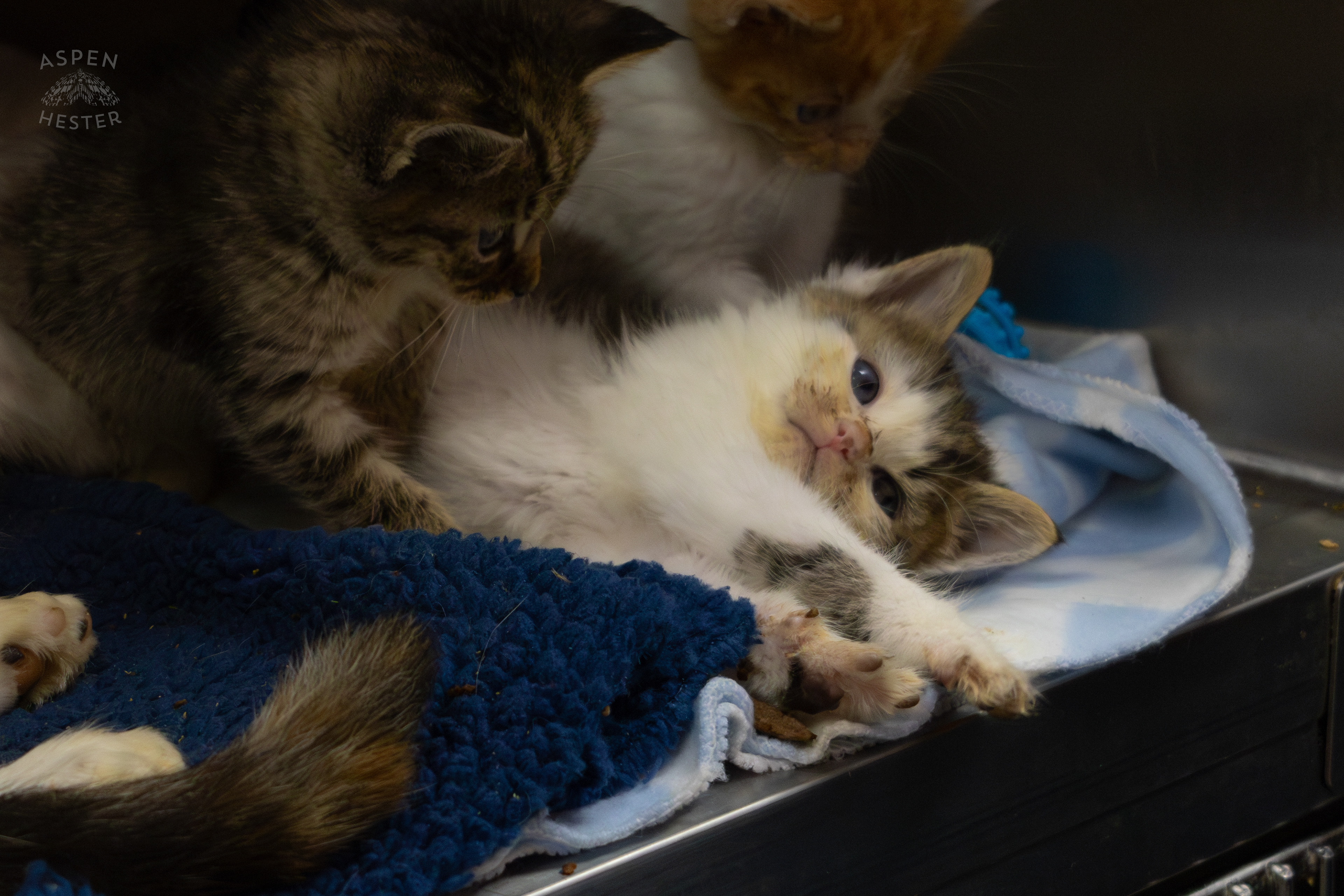 A Mother Cat and Her Kittens During A Telethon that Raised $8000+ for Louisville Metro Animal Services. August 28th, 2024/Aspen Hester