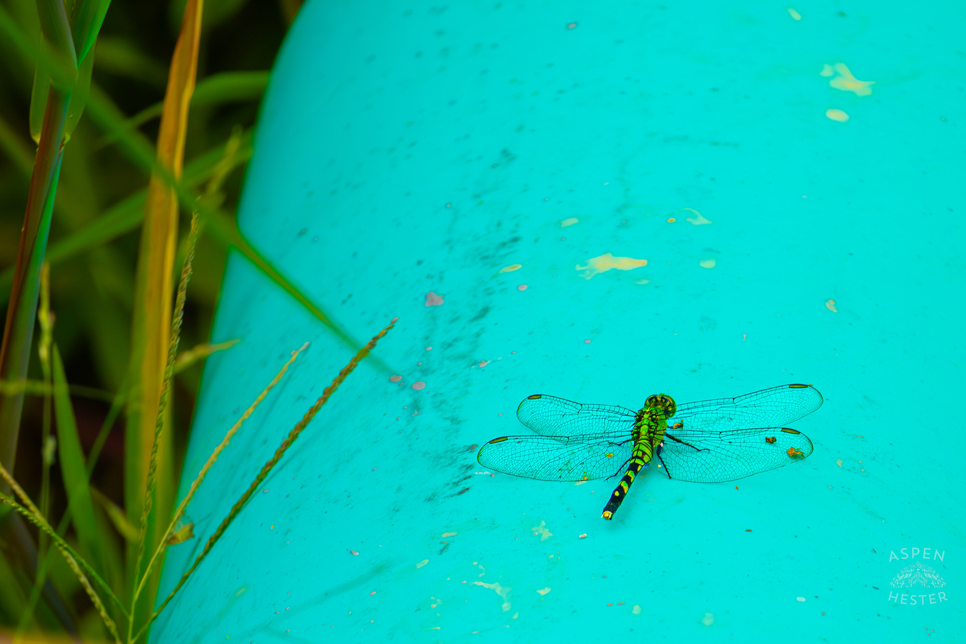 An Eastern Pondhawk Dragonfly Rests on A Pipe Flowing into Tom Wallace Lake Inside Jefferson Memorial Forest. September 3rd, 2024/Aspen Hester