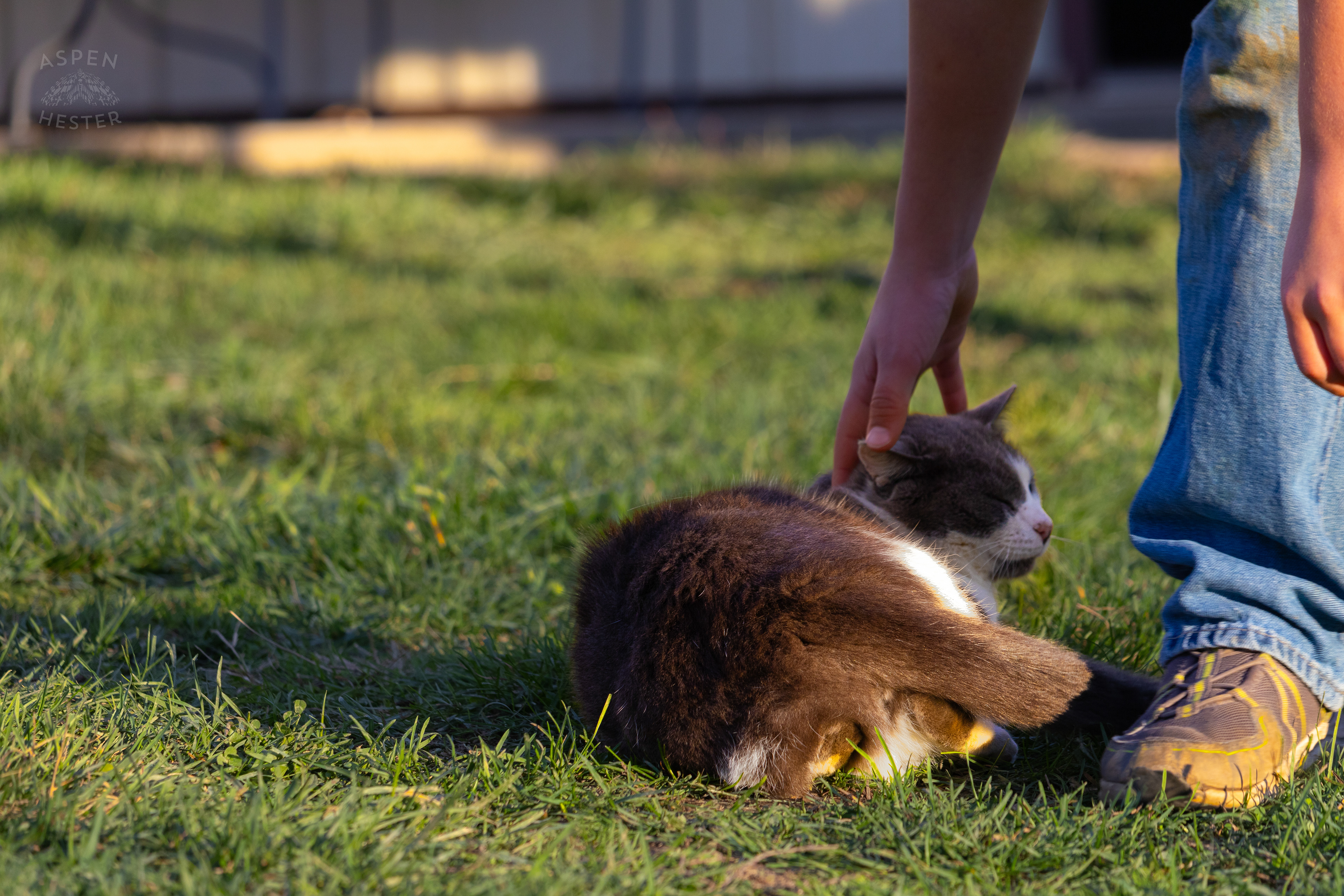 Barn Cat Catboy Stealing Attention From All The Customers  on Skinner Farms Thanksgiving Turkey Pick Up Day. November 24th, 2024/Aspen Hester
