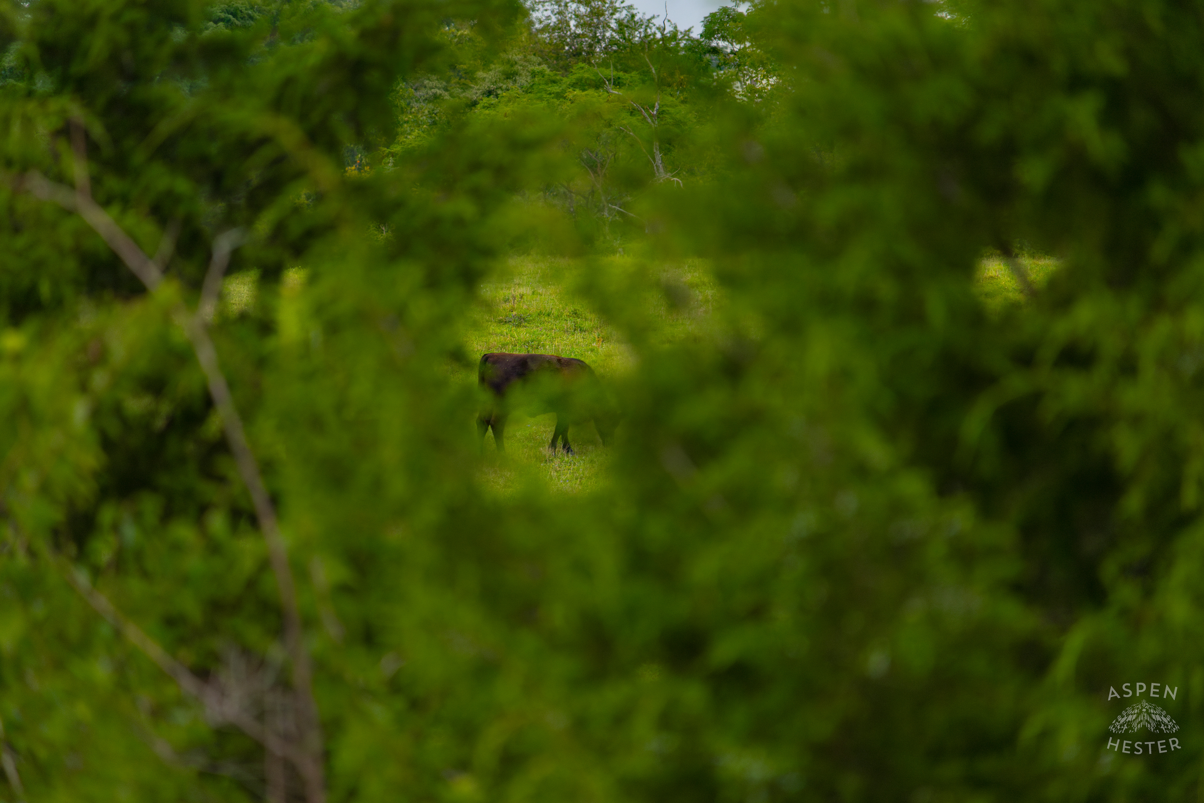 A Cow Grazing on the Shore of Reformatory Lake. August 12th, 2024/Aspen Hester
