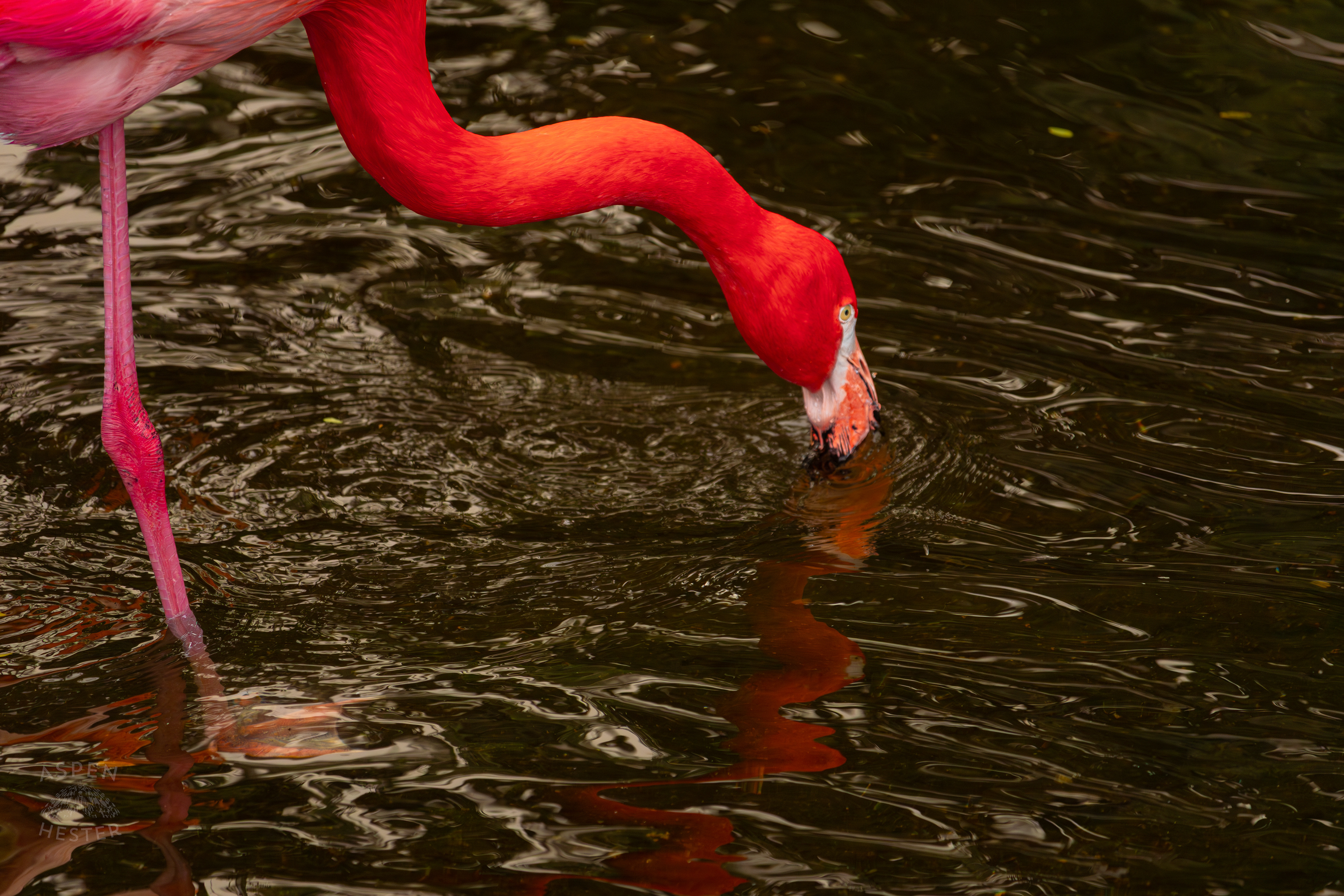 An American Flamingo Takes A Sip From The Refreshing Water Of The Wetlands Inside The National Aviary in Pittsburgh Pennsylvania. February 26th, 2025/Aspen Hester