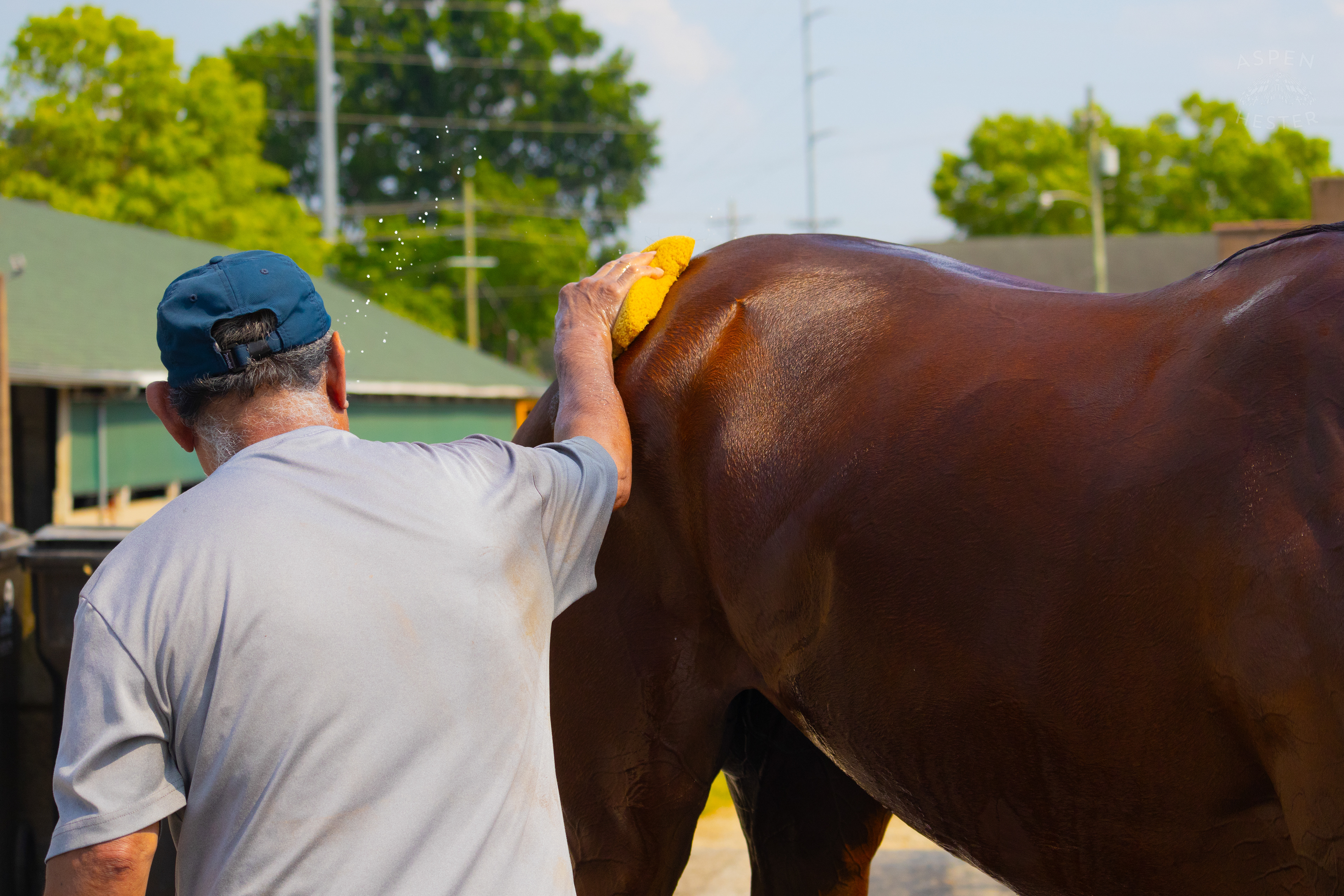 Bath Time for Horse Pharoah’s Wine. June 21st, 2024/Aspen Hester