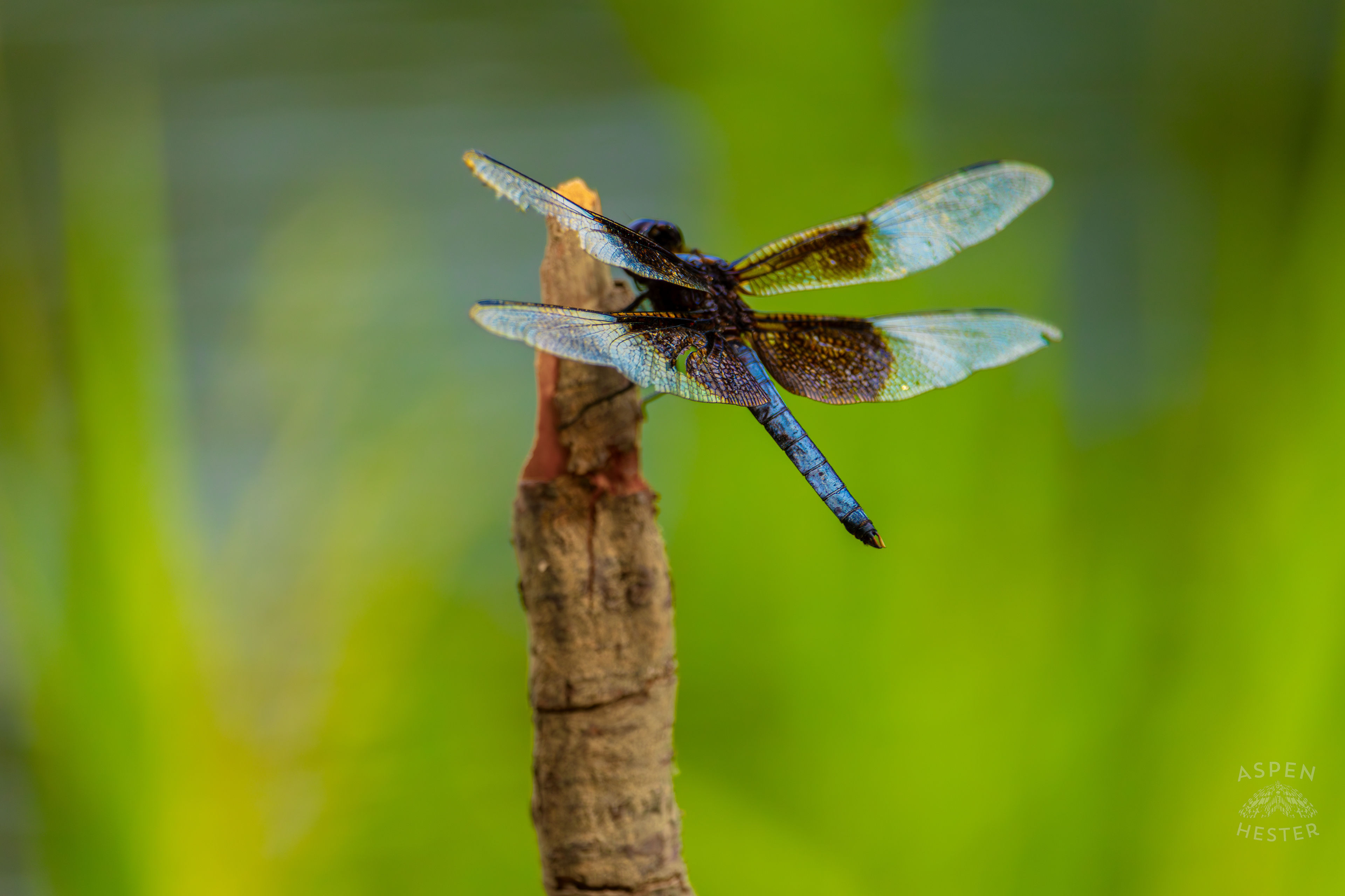 A Widow Skimmer Dragonfly Perches on a Branch on The Shore of Tom Wallace Lake Inside Jefferson Memorial Forest. September 3rd, 2024/Aspen Hester