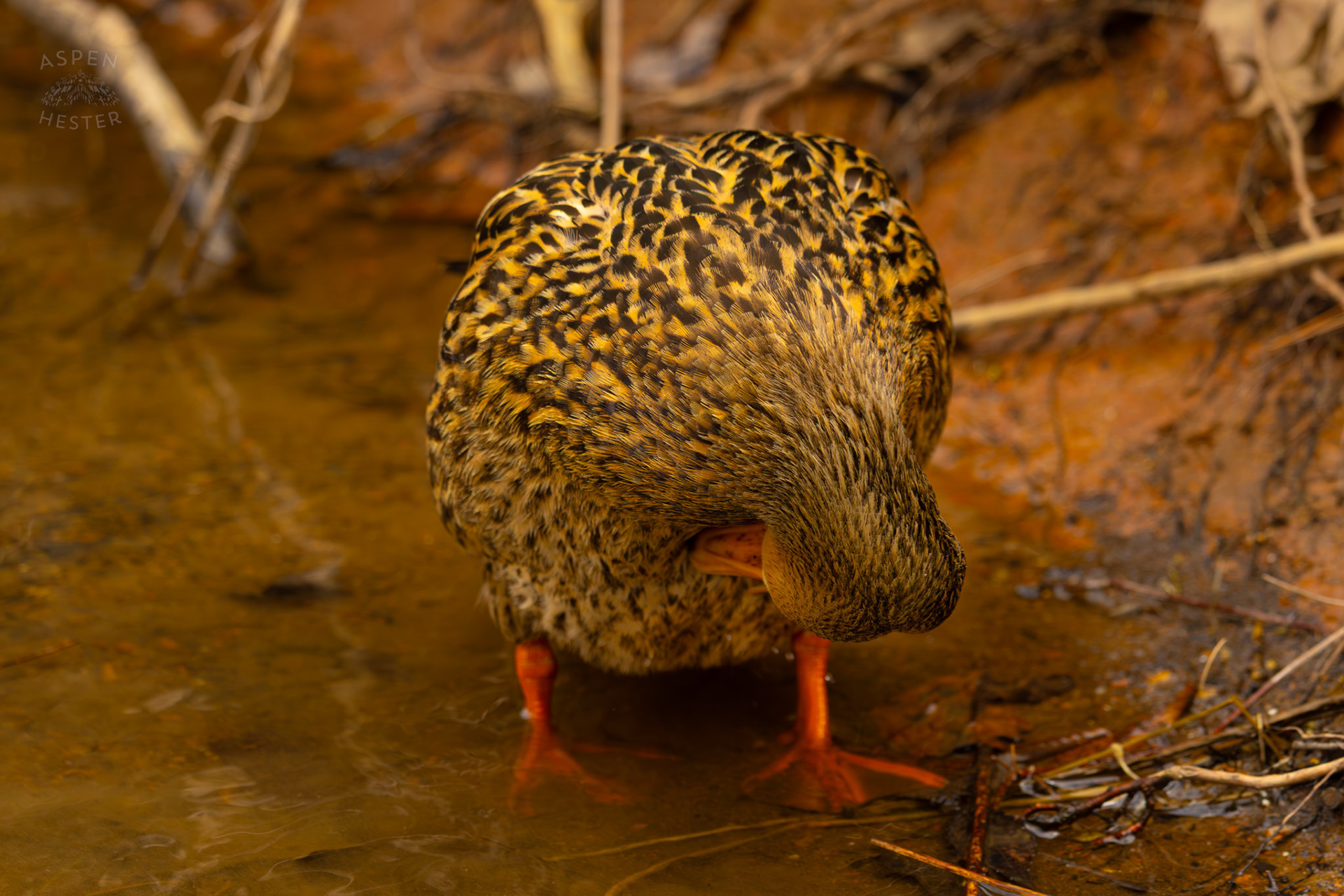 A Female Mallard Preens in Middle Fork Beargrass Creek Where It Runs Through Brown Park. April 14th, 2025/Aspen Hester