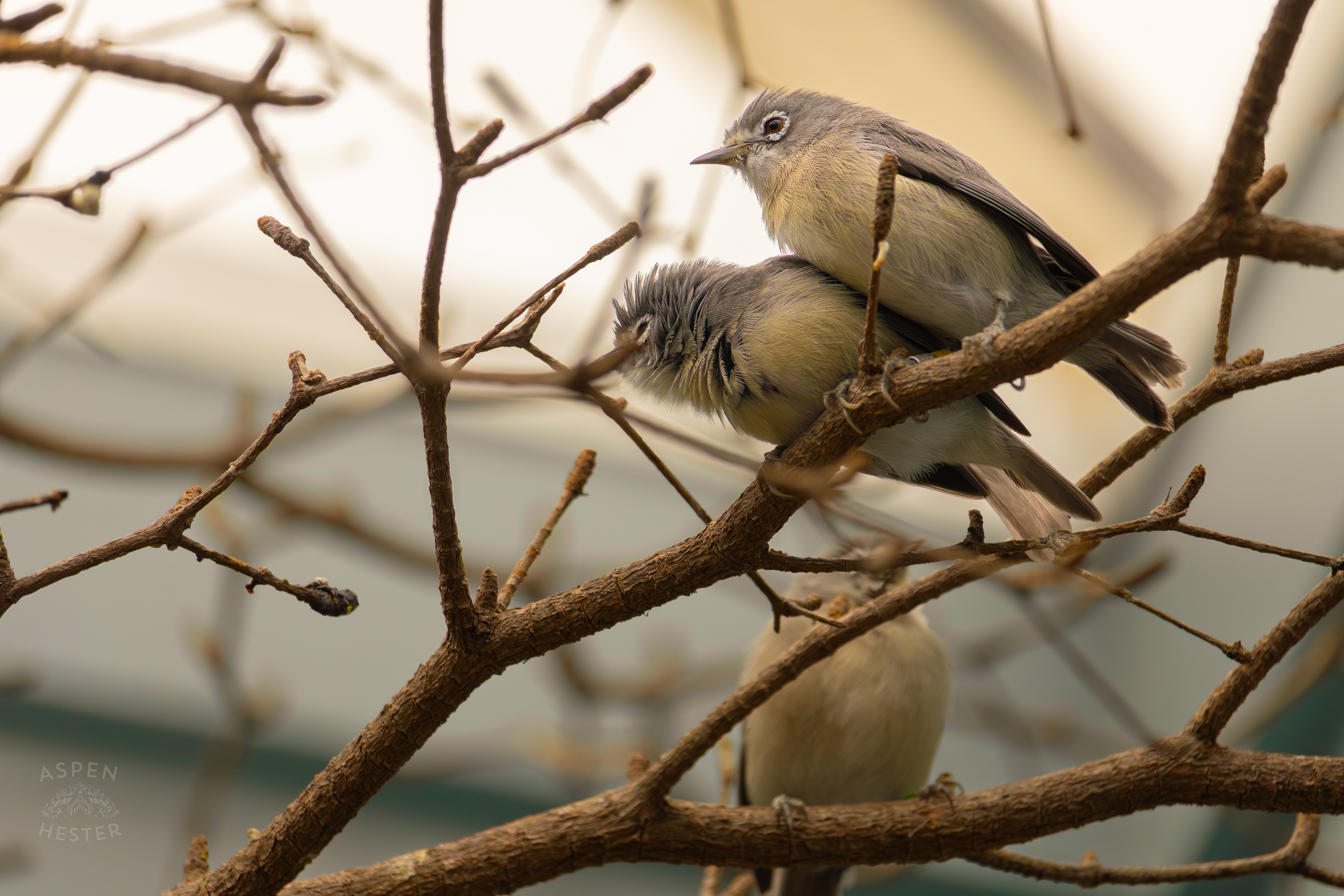 Two Bridled White-Eyes Cozy Next to Each Other on A Branch in The Grasslands Inside The National Aviary in Pittsburgh Pennsylvania. February 26th, 2025/Aspen Hester