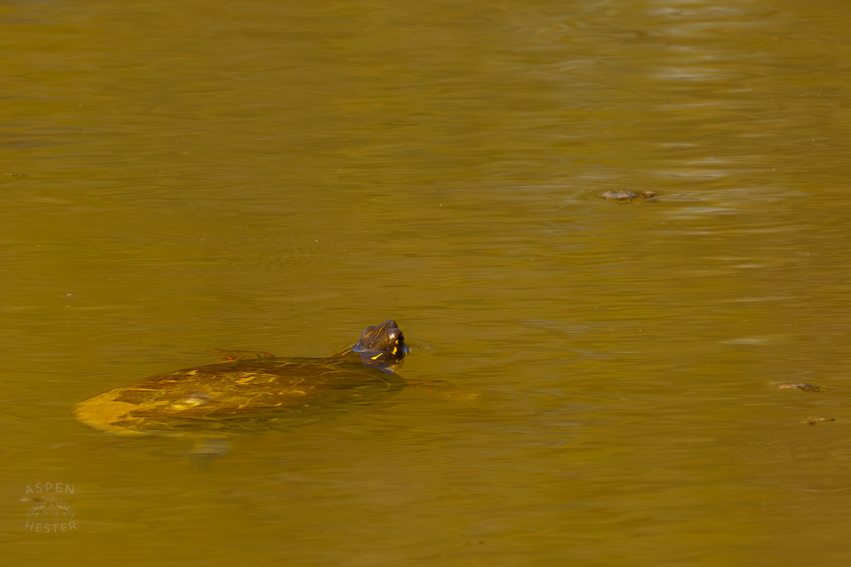 A Painted Turtle Swims Near The Surface of Reformatory Lake in Wendell Moore Park Right Before Spring. March 18th, 2025/Aspen Hester