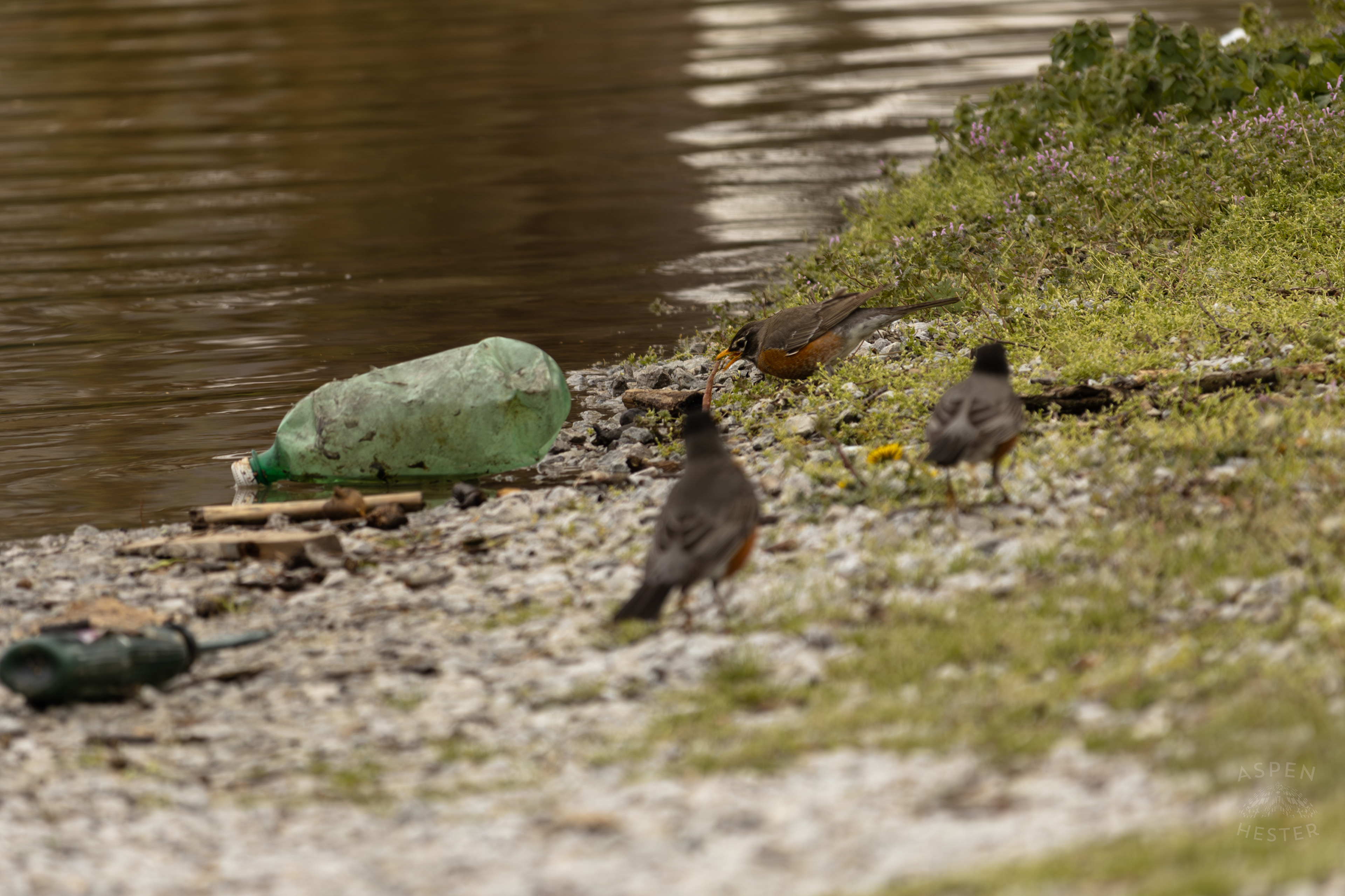Robins Scavenge Near The Edge Of The Historic Flooding in Utica Indiana. April 9th, 2025/Aspen Hester