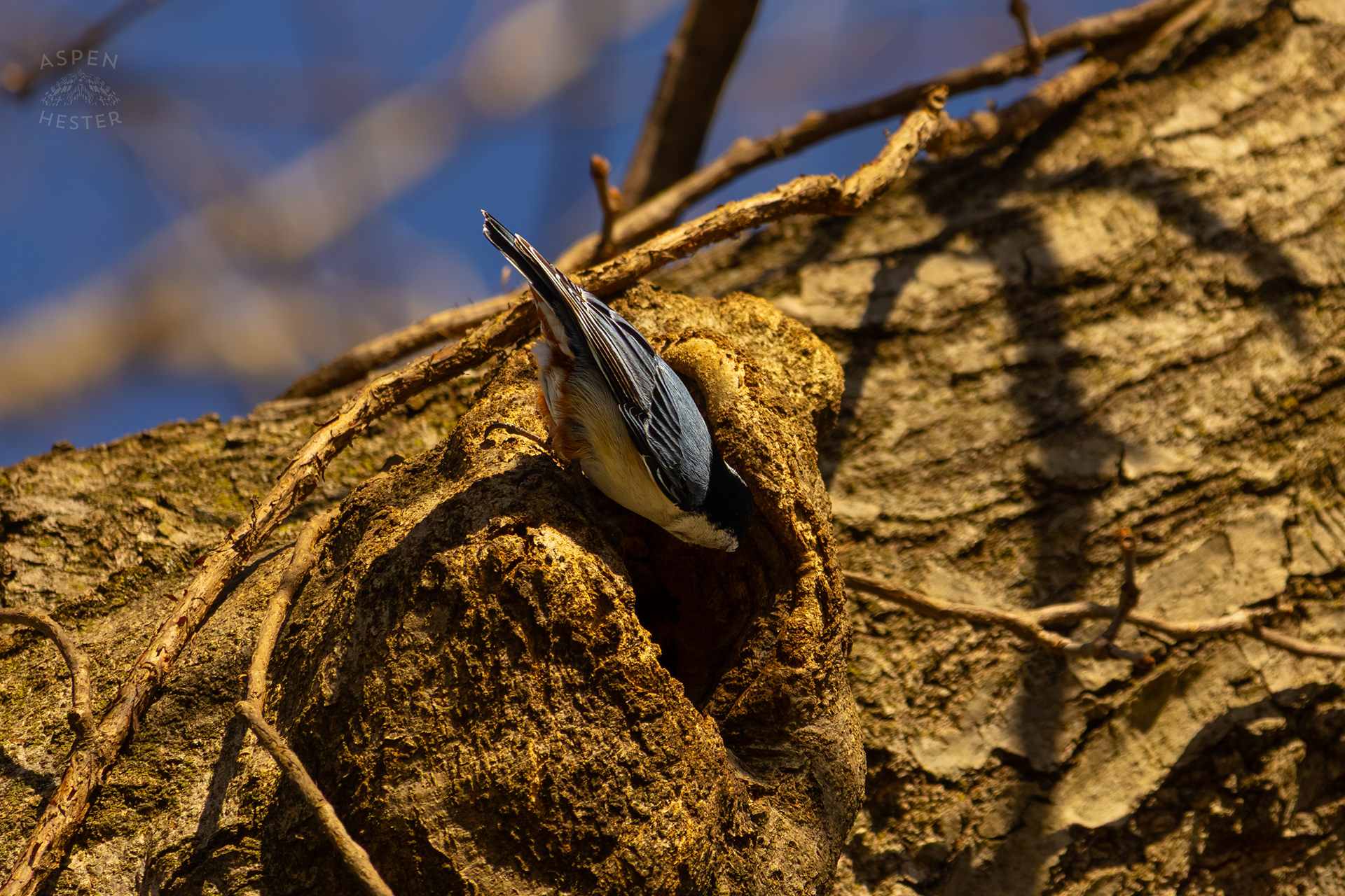 A Male White-Breasted Nuthatch Searches The Rough Bark Around His Tree Hollow Home in Wendell Moore Park Right Before Spring. March 18th, 2025/Aspen Hester