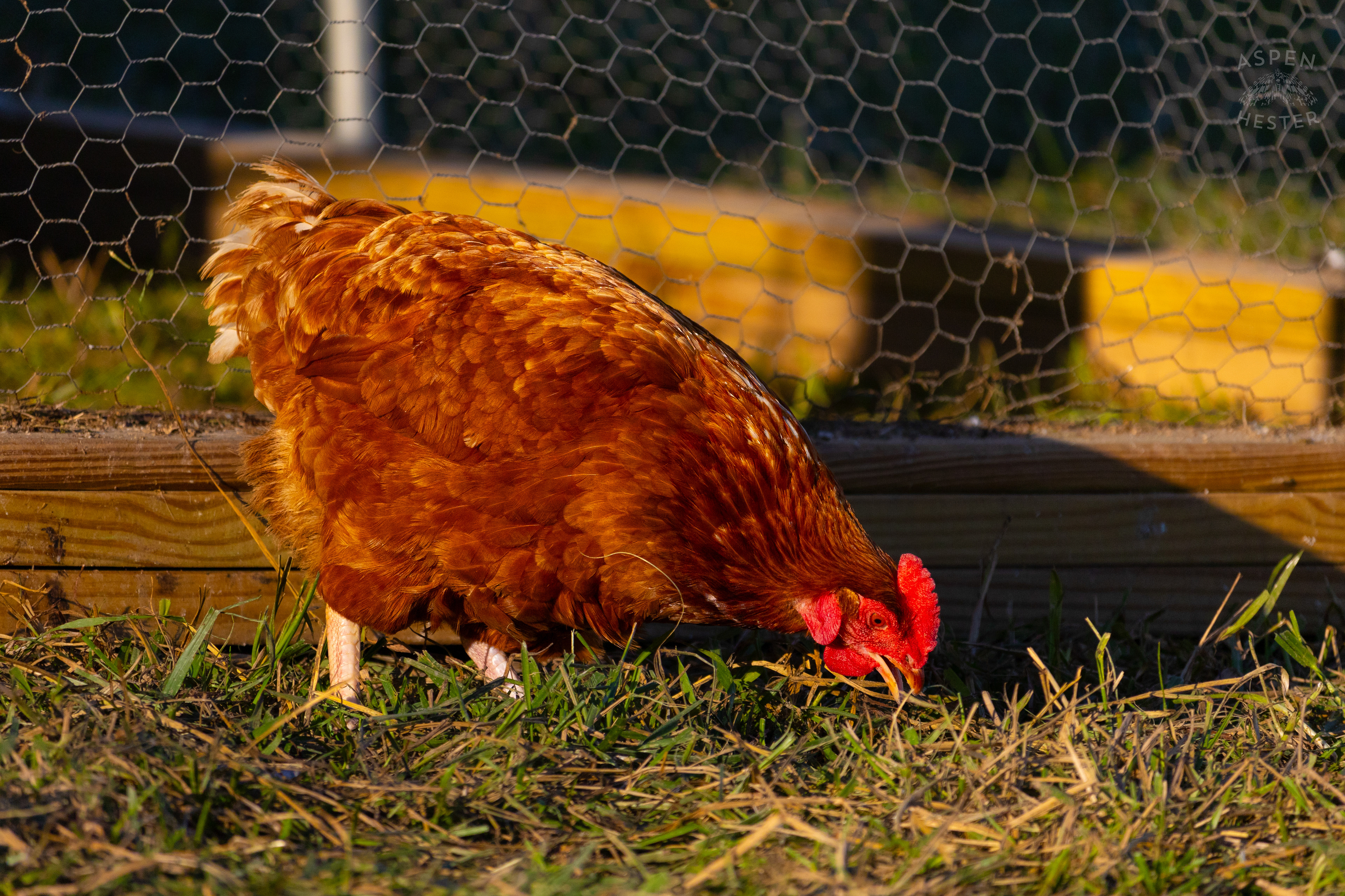 A Chicken Pecking About on Skinner Farms Thanksgiving Turkey Pick Up Day. November 24th, 2024/Aspen Hester